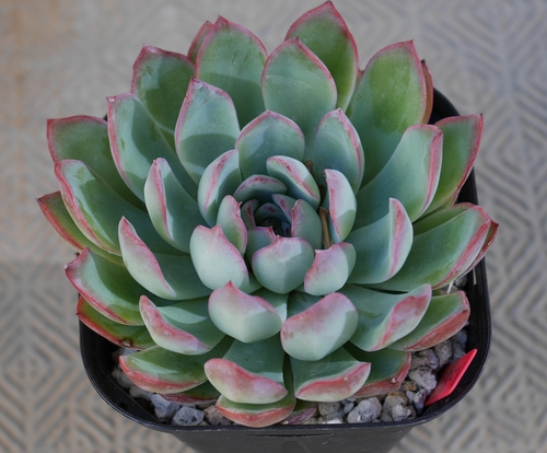 プリドニス 花うらら Echeveria Pulidonis 多肉植物研究所