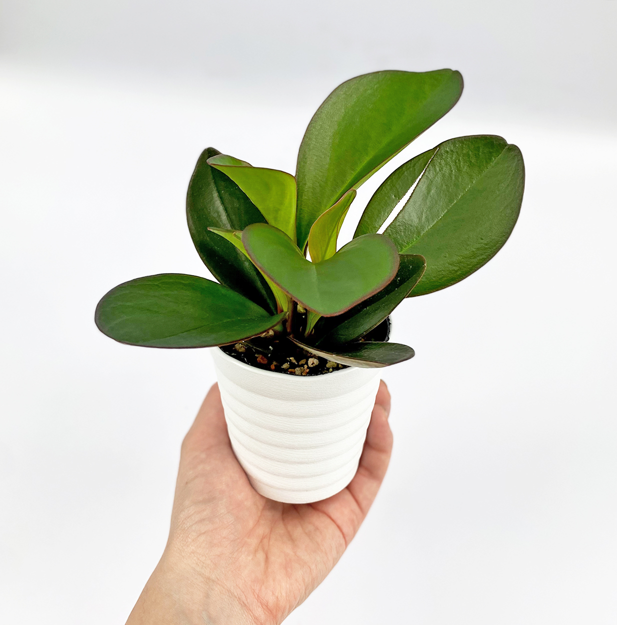 ２７ ペペロミア Ina工藝 Inakougei 観葉植物 多肉 園芸雑貨