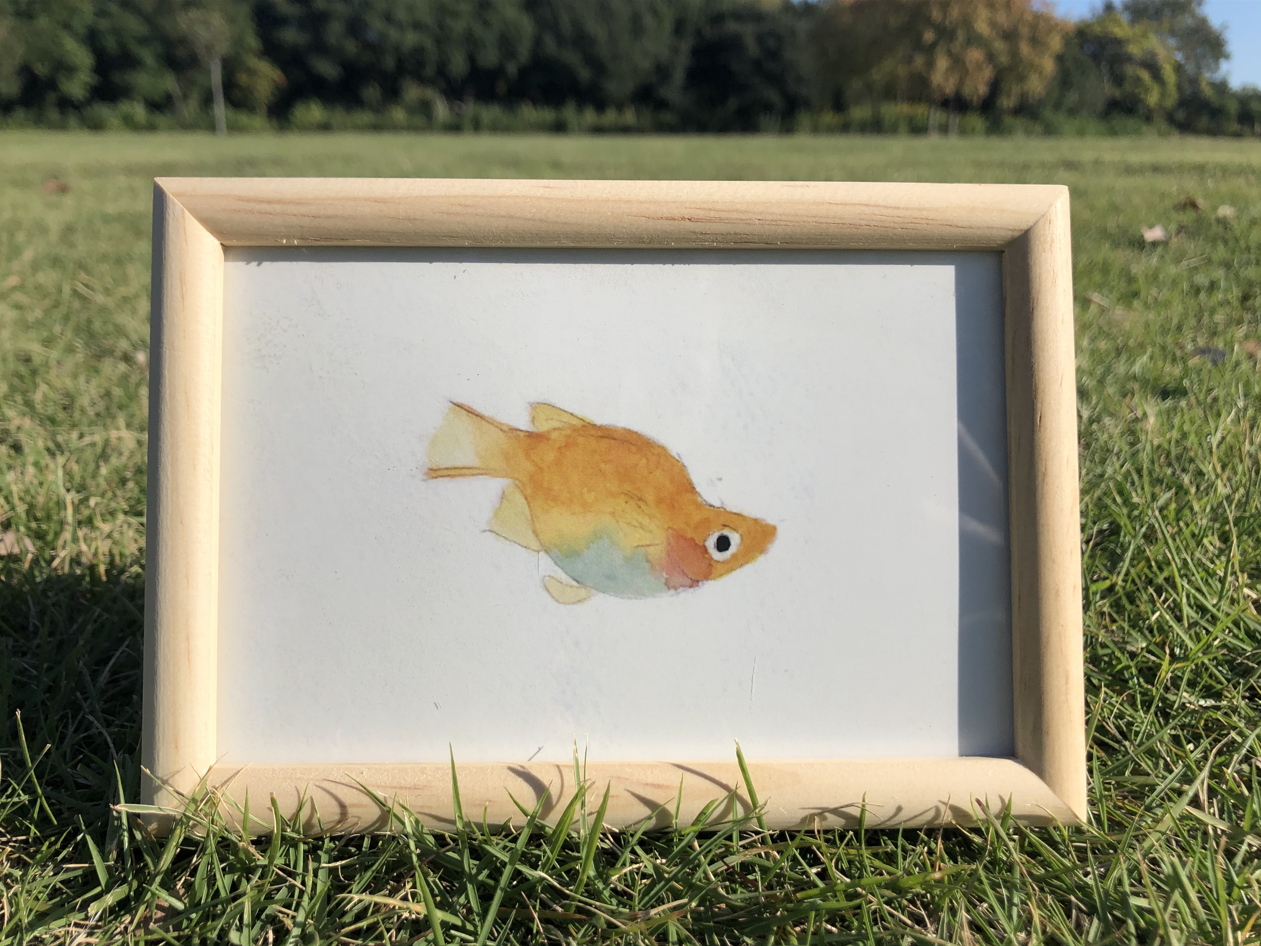 ダルマメダカ Grace Of Medaka