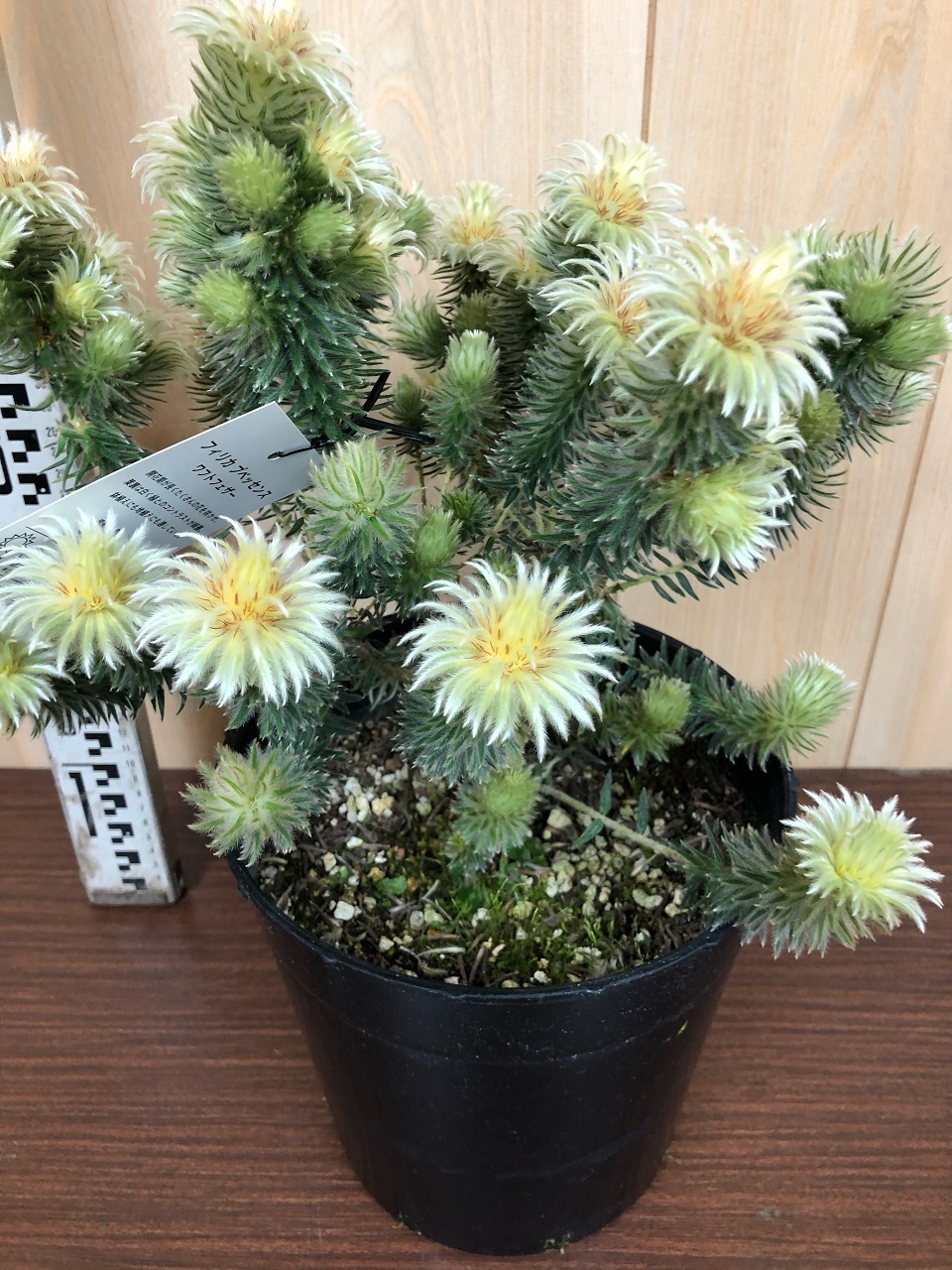 フィリカ プベッセンス ワルトフェザー ７号 日本ライン花木センター