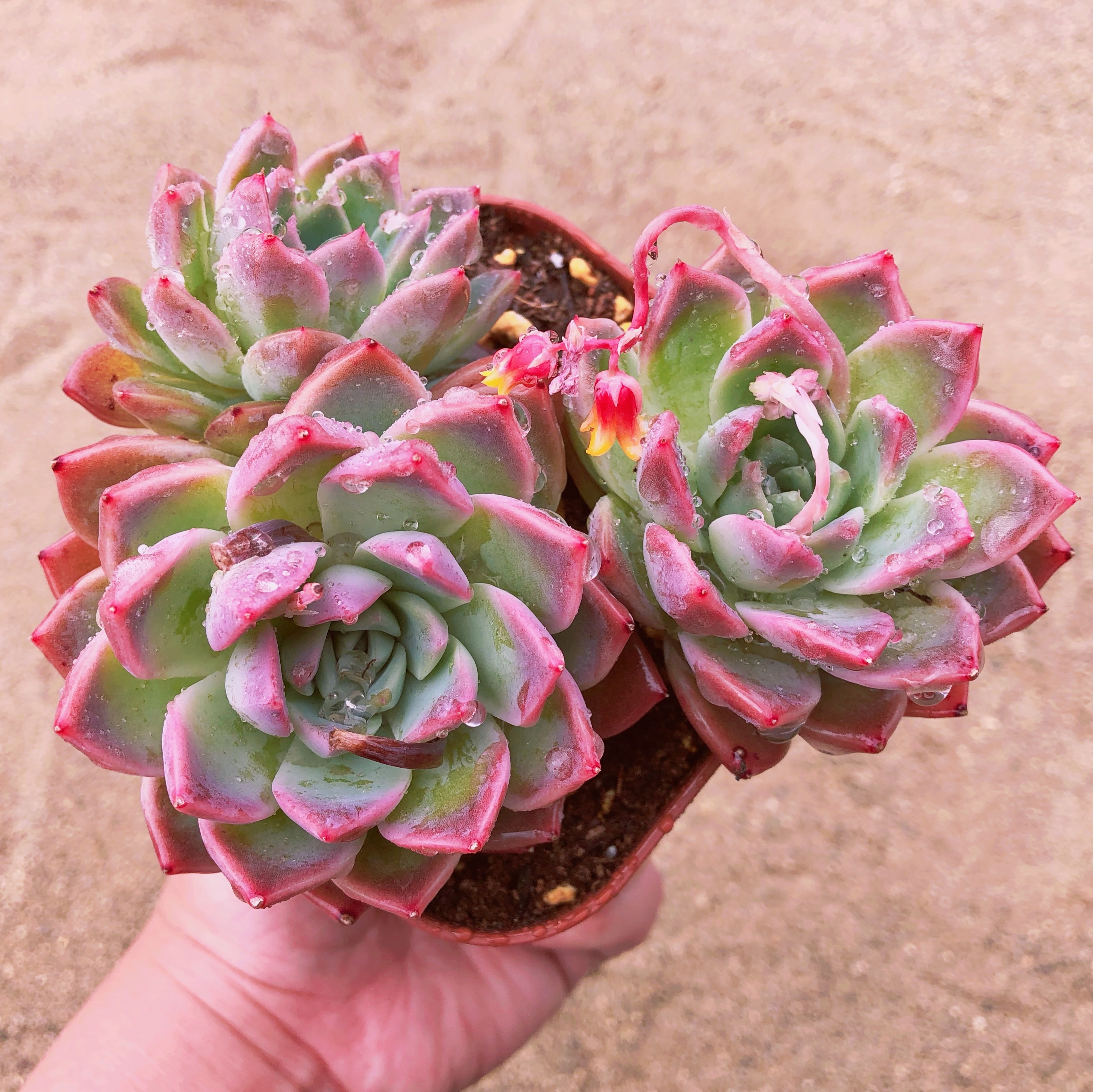 多肉植物 西施 特大群生 るる農園 多肉植物専門