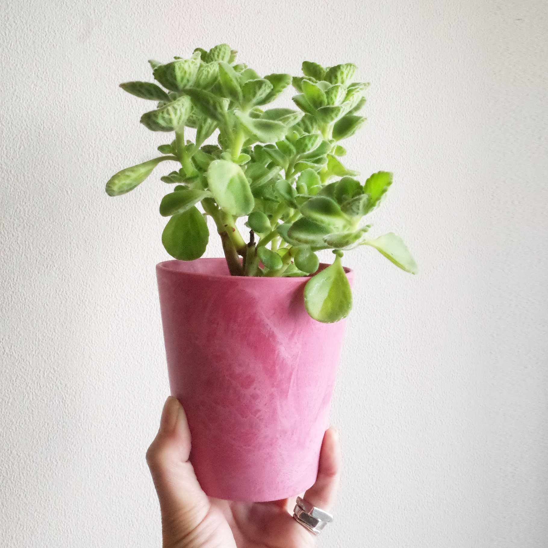 At Herb アロマティカス Rose At 1011 アトリエ テンイレブン