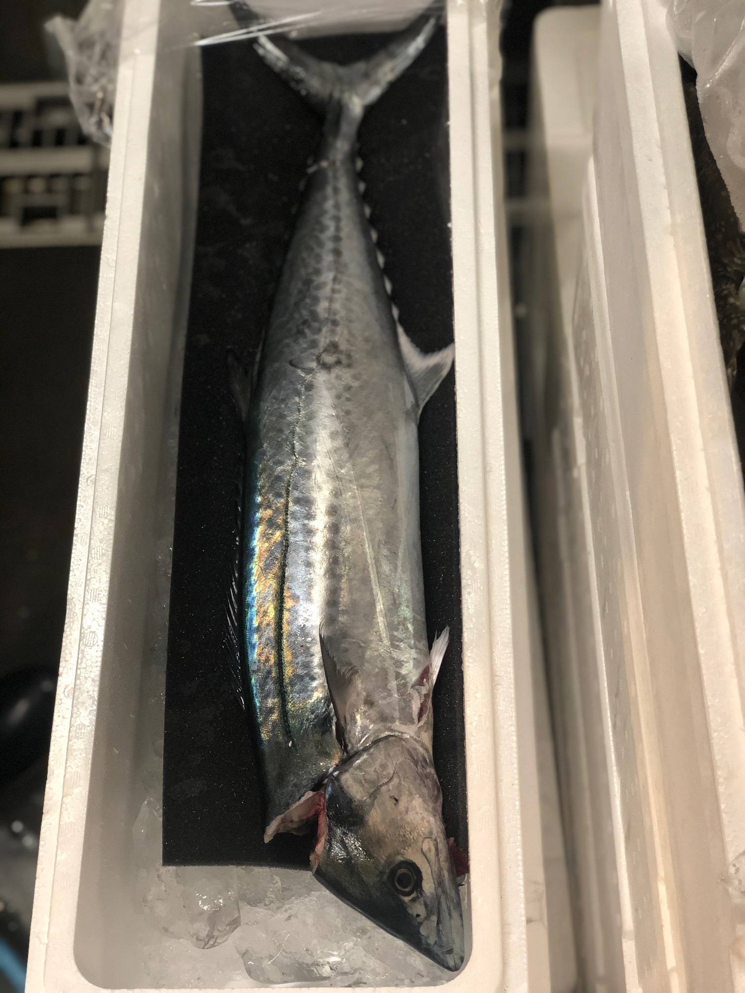 庄内おばこサワラ 2 2 5kg 山形産 おばこ鰆２kｘ１ 冷蔵 Okawari 豊洲直送の高級海産物をお届け