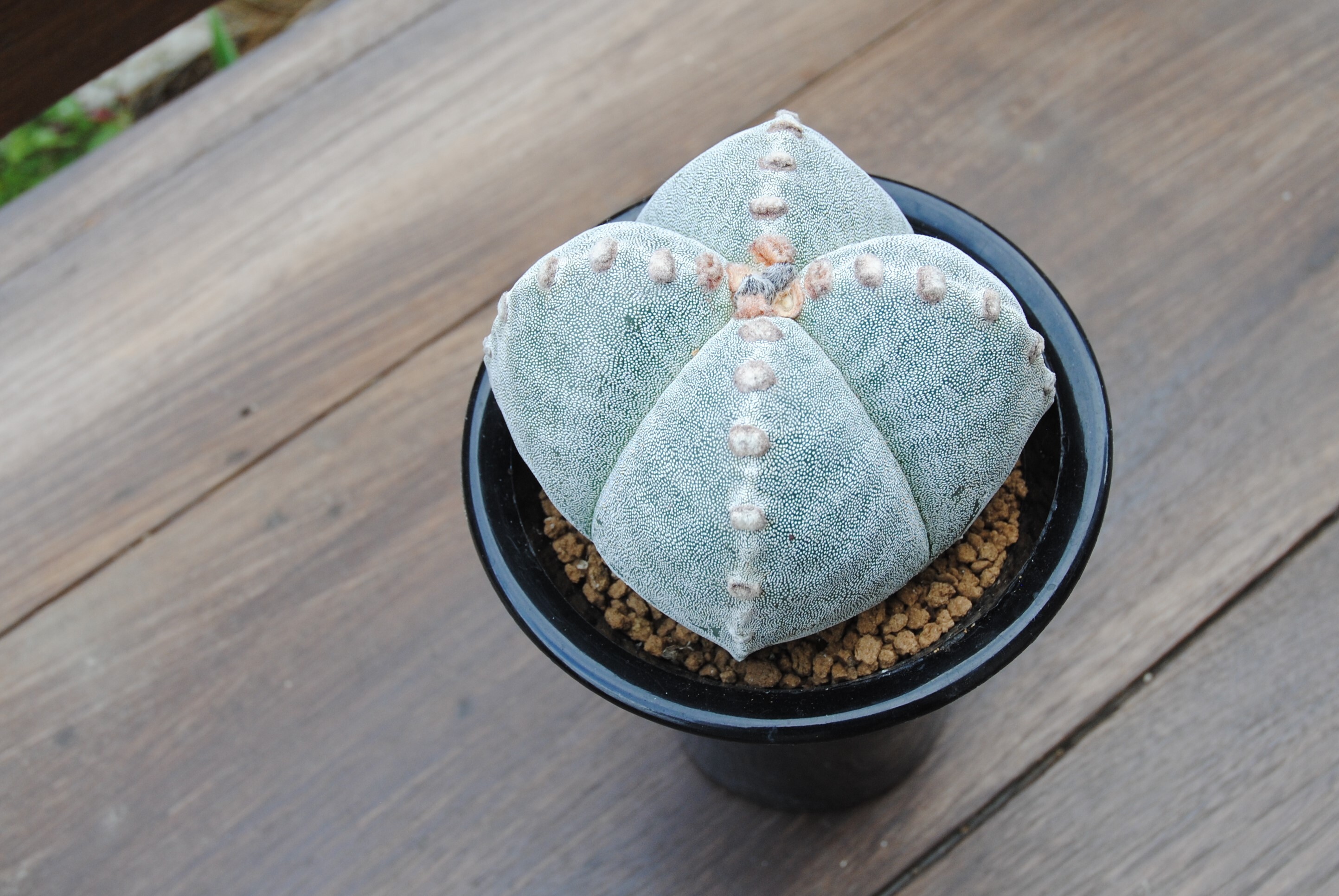 Astrophytum Myriostigma Onzuka 四角恩塚ランポー玉 ４陵 サボテン Plants Maru ー 多肉植物 サボテン 園芸グッズのお店 ー