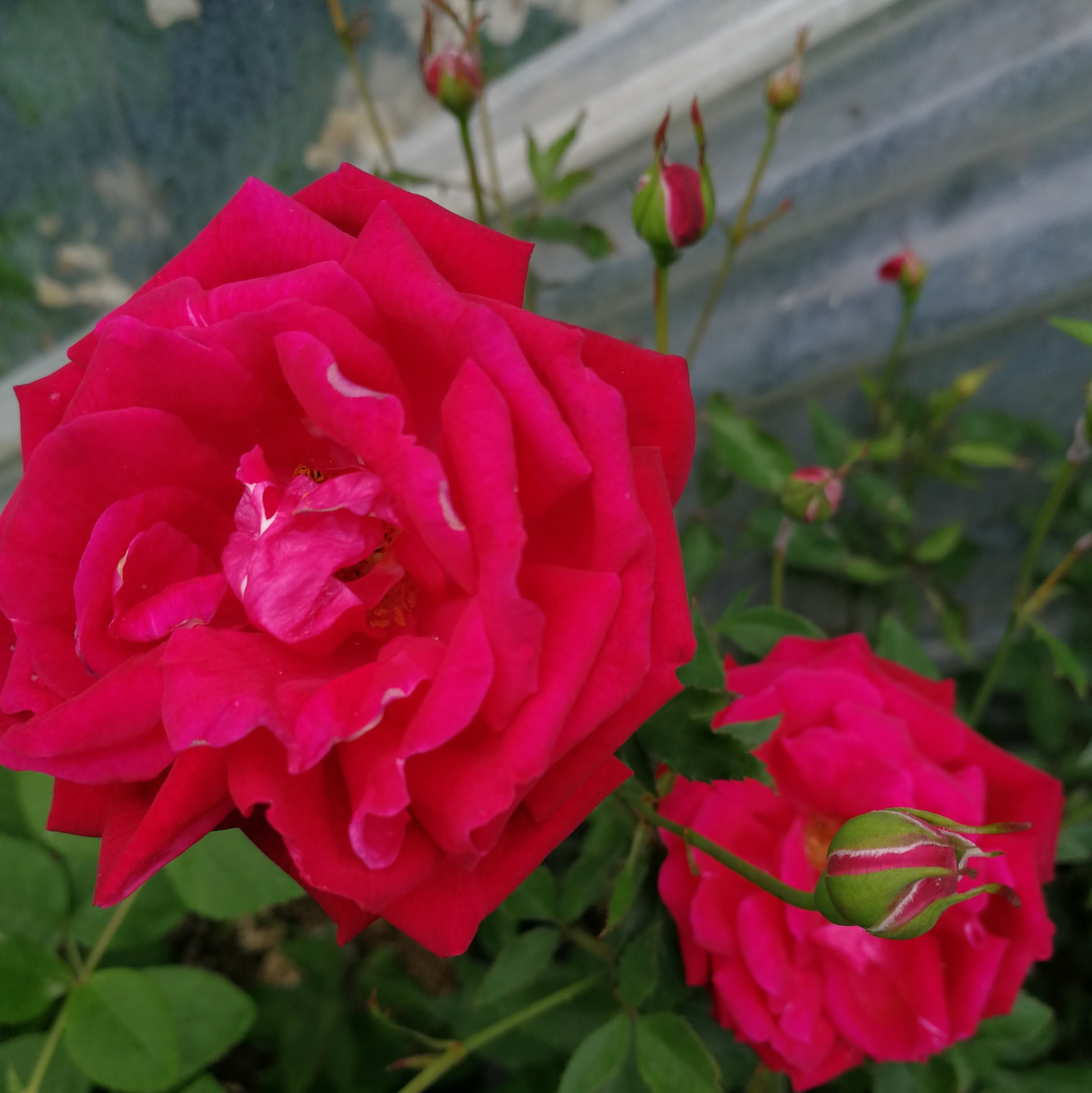 100cm台木 スタンダード 仕立て ロサ キネンシス センパーフローレンス Rosa Chinensis Semperflorens 天空のバラ園 無農薬バラ苗 花苗 クレマチス ハーブ産直販売