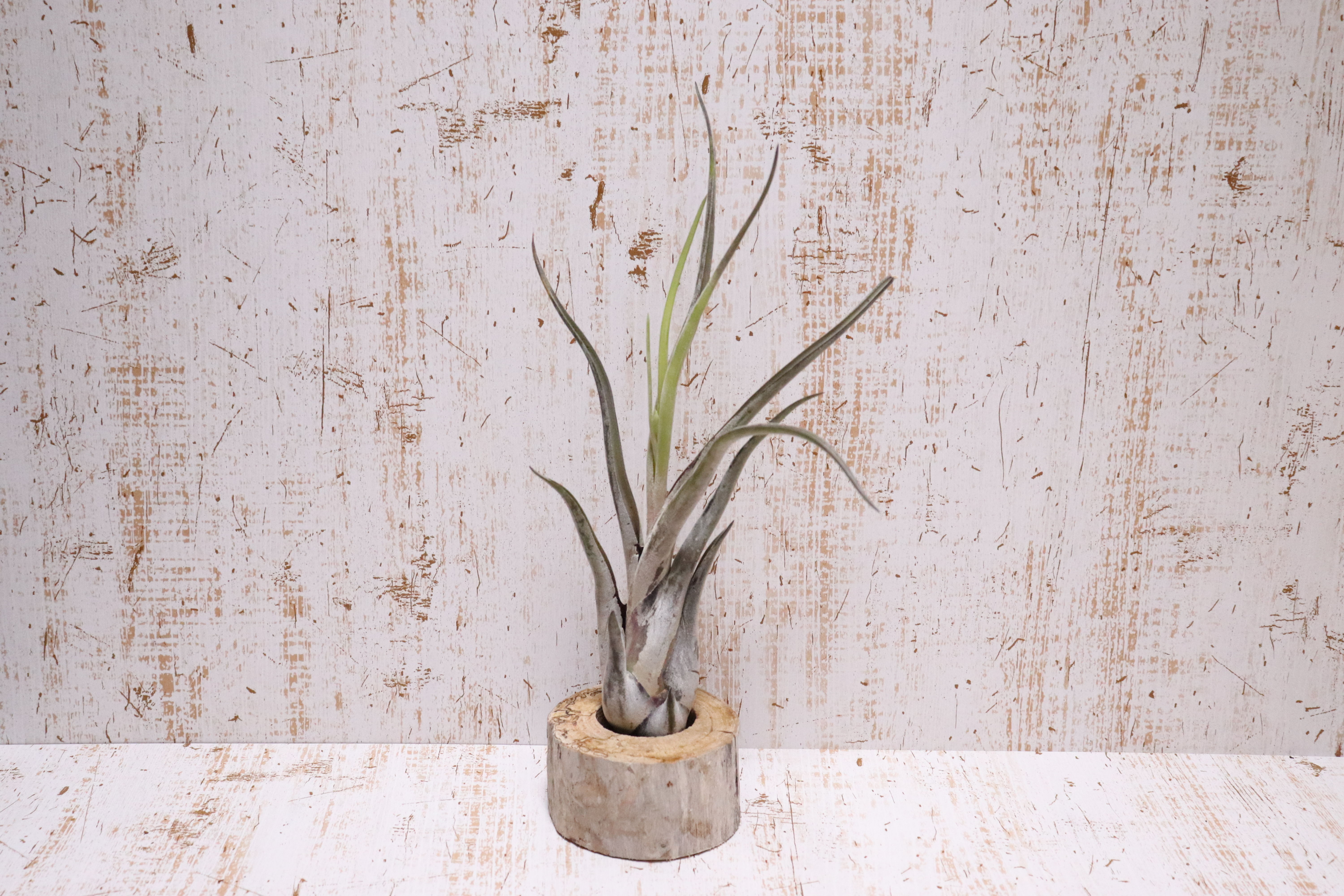 送料無料 カプトメデューサエxl 花芽付 エアプランツ 現品発送t0379 Plane Plants