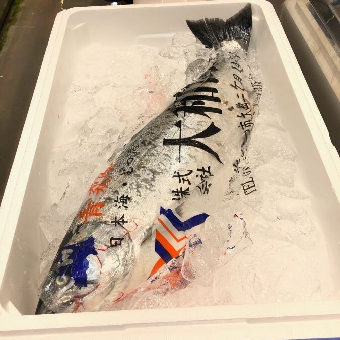 サクラマス 桜鱒 本マス 1尾2 2 5kg 北海道 青森 岩手 等 豊洲直送 サクラマス２k 冷蔵 Okawari 豊洲直送の高級海産物をお届け