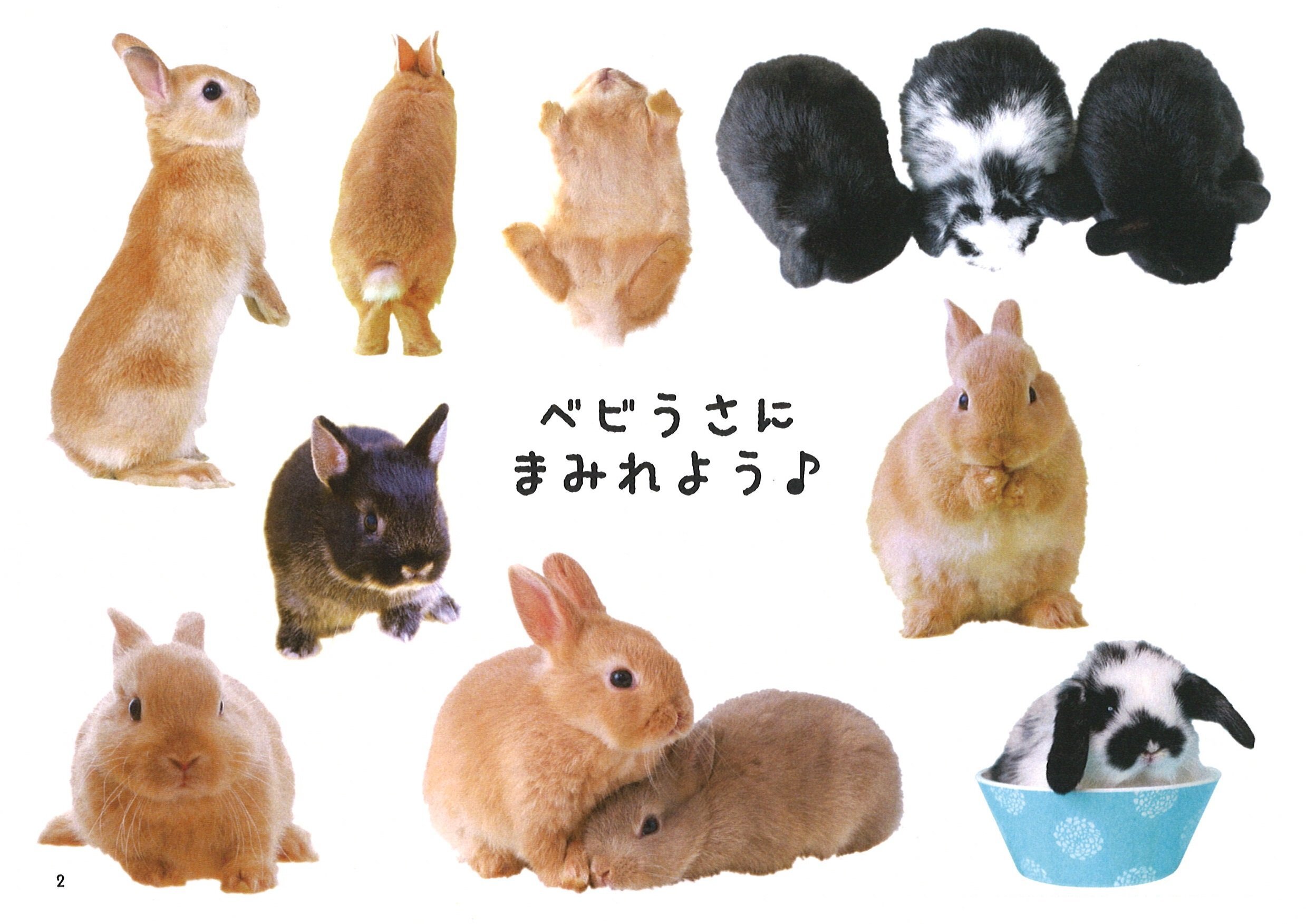 抱きしめたい 夢見るうさぎベイビーズ うさぎセレクトショップ森音 東京神田のうさぎ雑貨