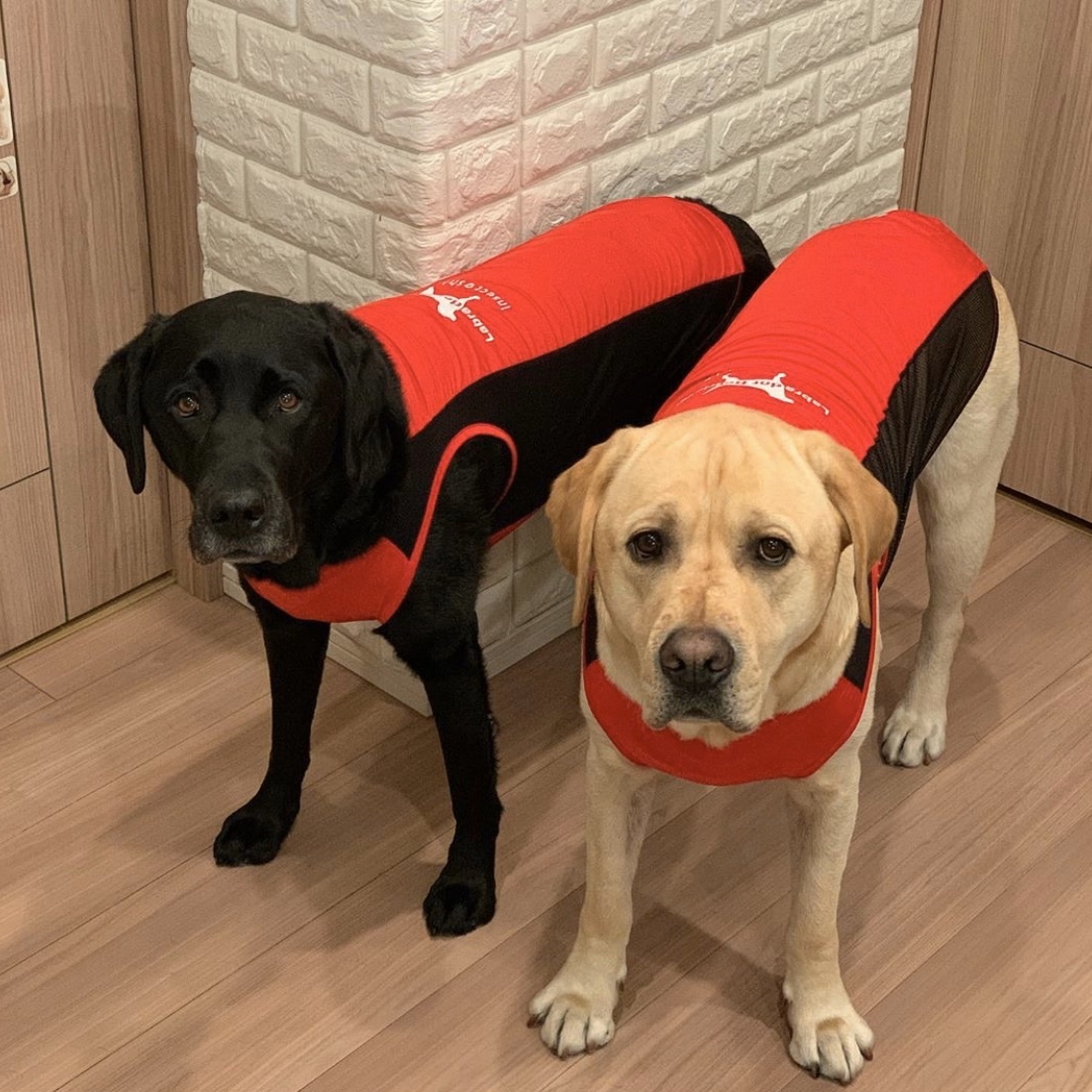 Size Insect Shield 虫よけクールタンク 大型犬 Labrador Retriever