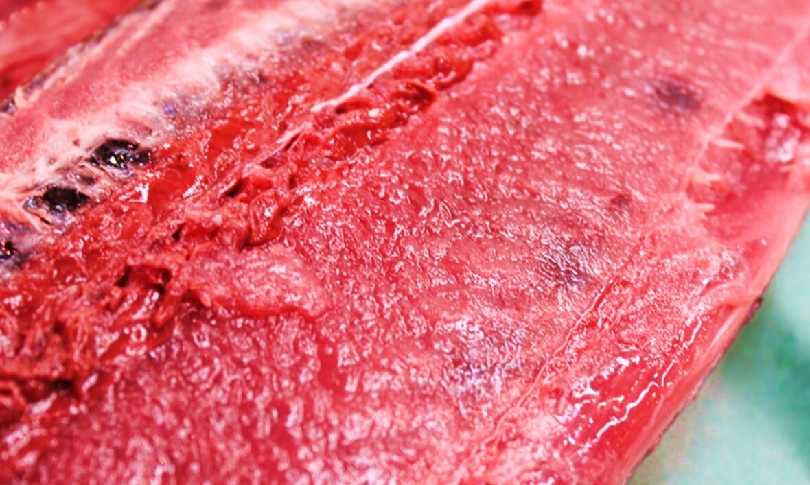 生 戻り鰹 カツオ 四分一 約1 1 5kg 気仙沼産 他 トロカツオ トロ鰹 かつお カツオ四分一 冷蔵 豊洲直送 Okawari 豊洲直送の高級海産物をお届け