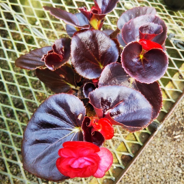 黒葉八重咲きベゴニア10 5cmポット苗 Hanazukin 花ずきん 農家直送の花苗 シンビジュームの花束