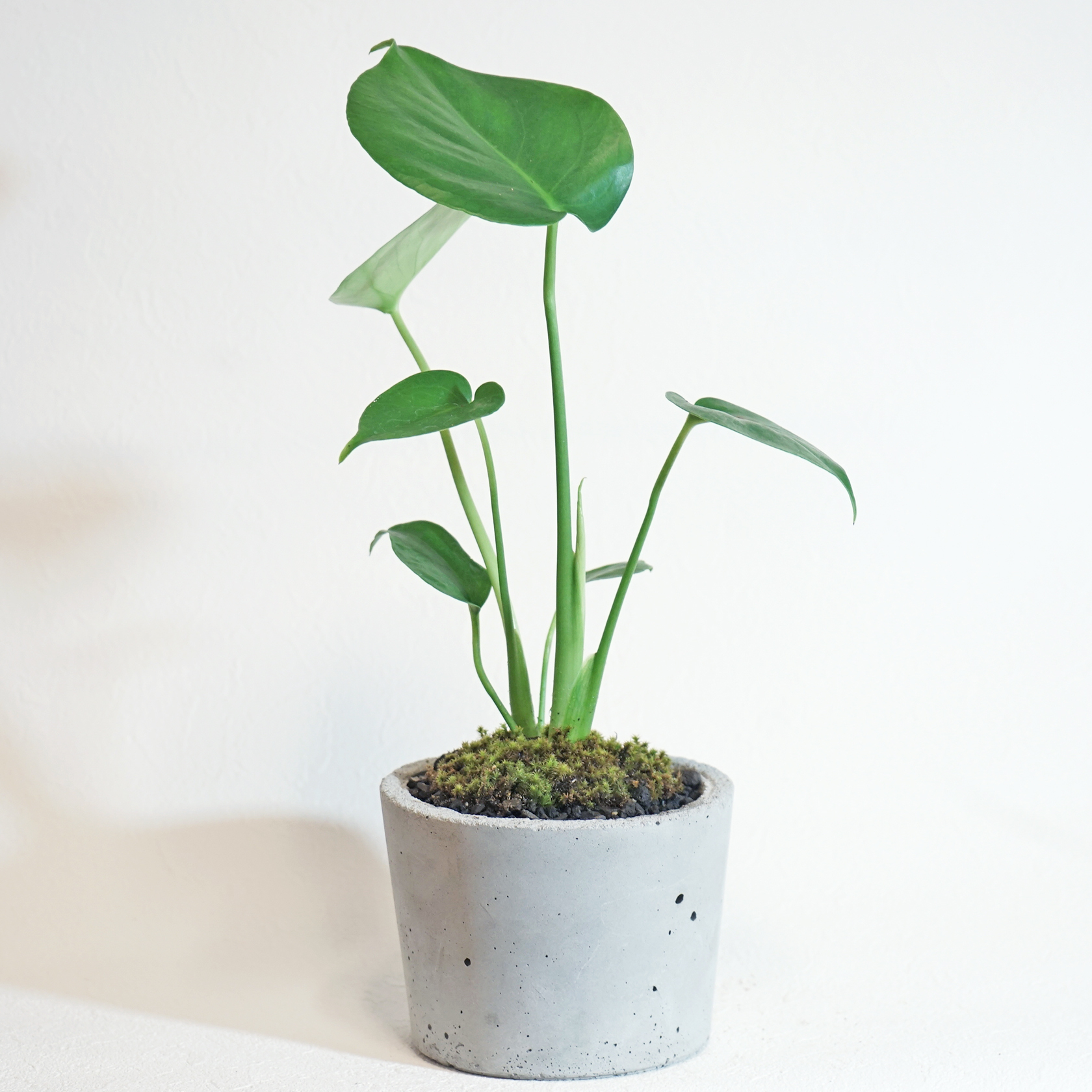 デスクに置ける観葉植物 モンステラとスナ苔の鉢植え ザラっとした無機質なモルタル鉢 送料全国一律850円 Paypal決済をご利用の場合はwebブラウザからご注文ください アトモスフィア 苔をあしらった観葉植物や花草 苔玉などの通販