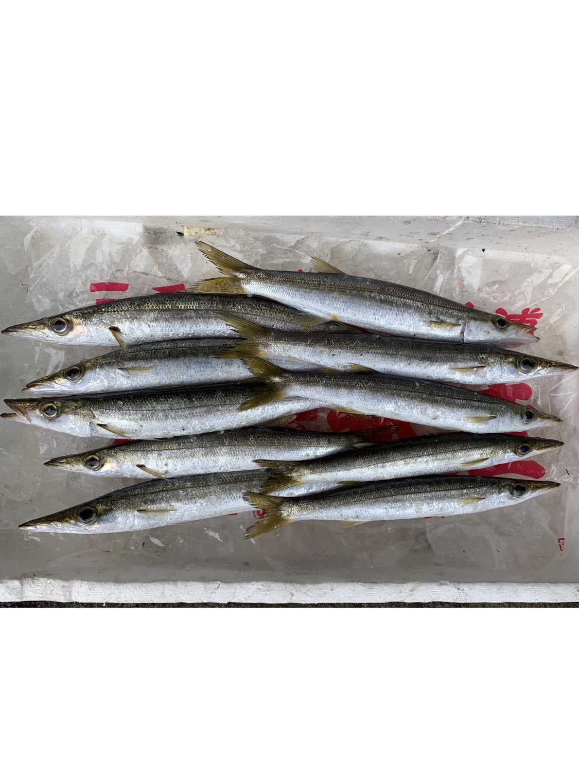 鮮魚朝獲れ カマス 1kg 約10匹 大栄水産