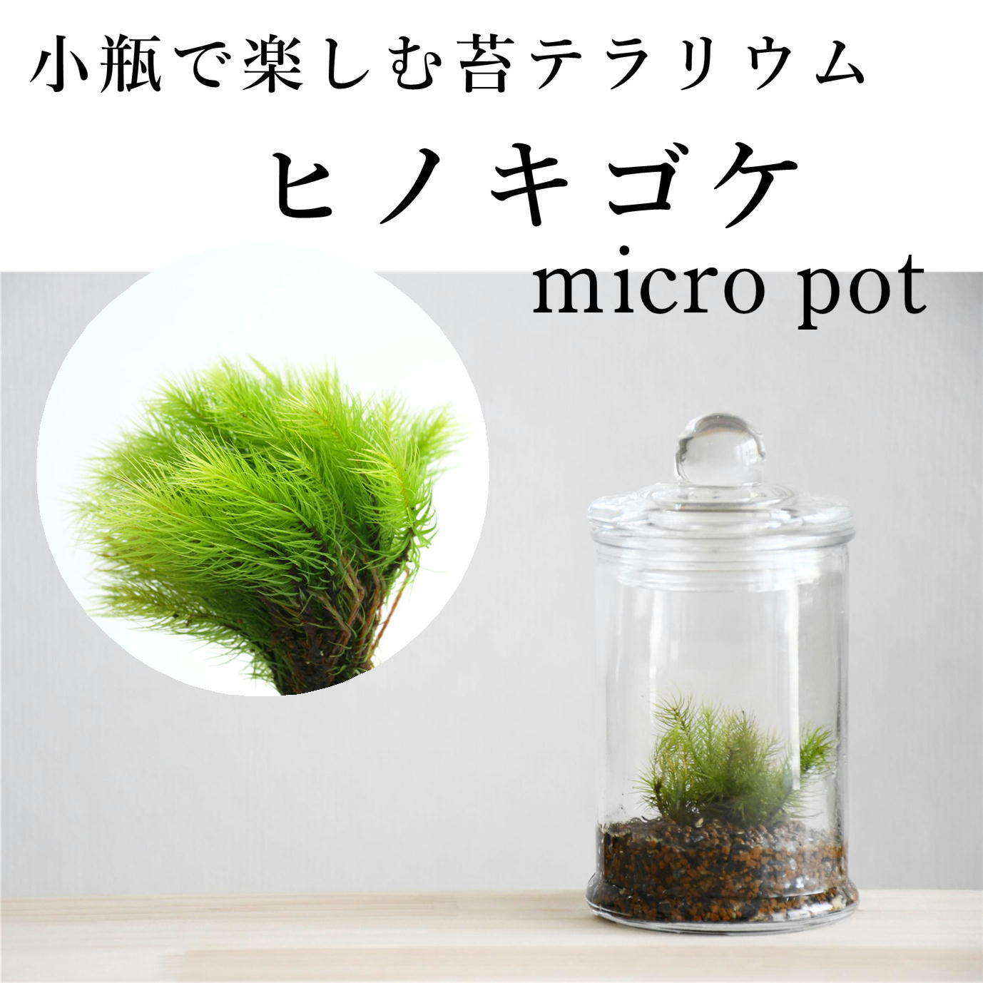 小さな苔の森 ヒノキゴケ Micro Pot 始めて苔テラリウムを育てる人向け 苔テラリウム 苔テラリウム専門ショップ 道草michikusa