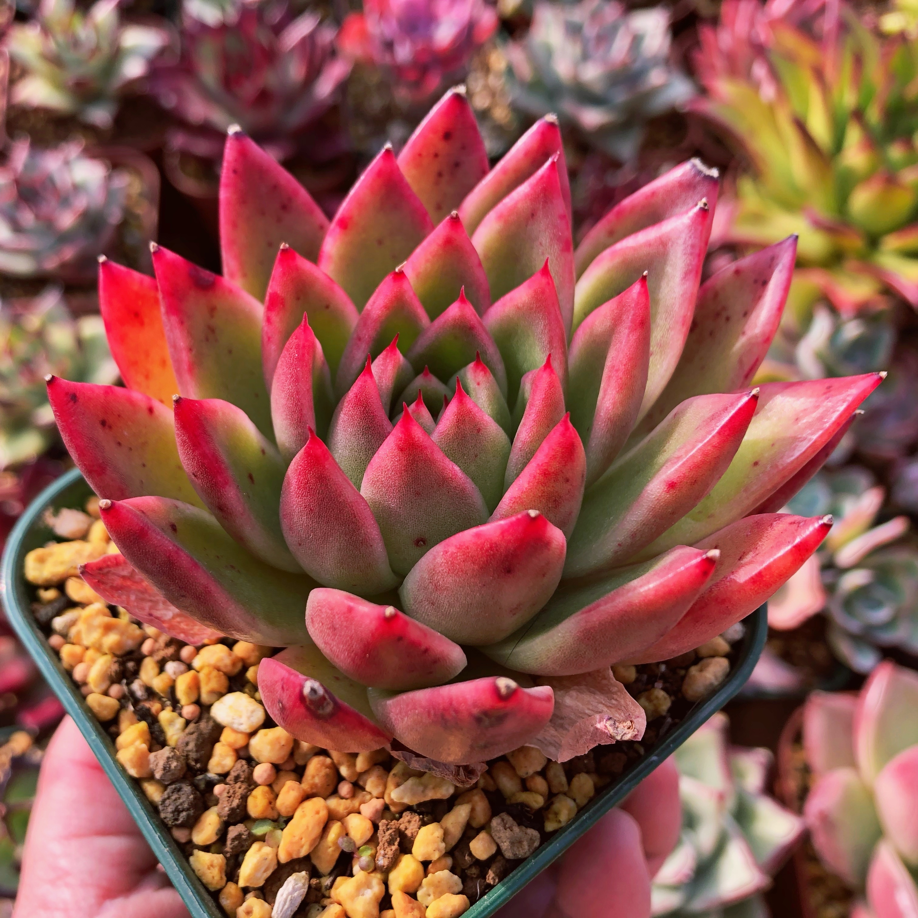 多肉植物 レッドクリスマス るる農園 多肉植物専門 水曜より順次発送