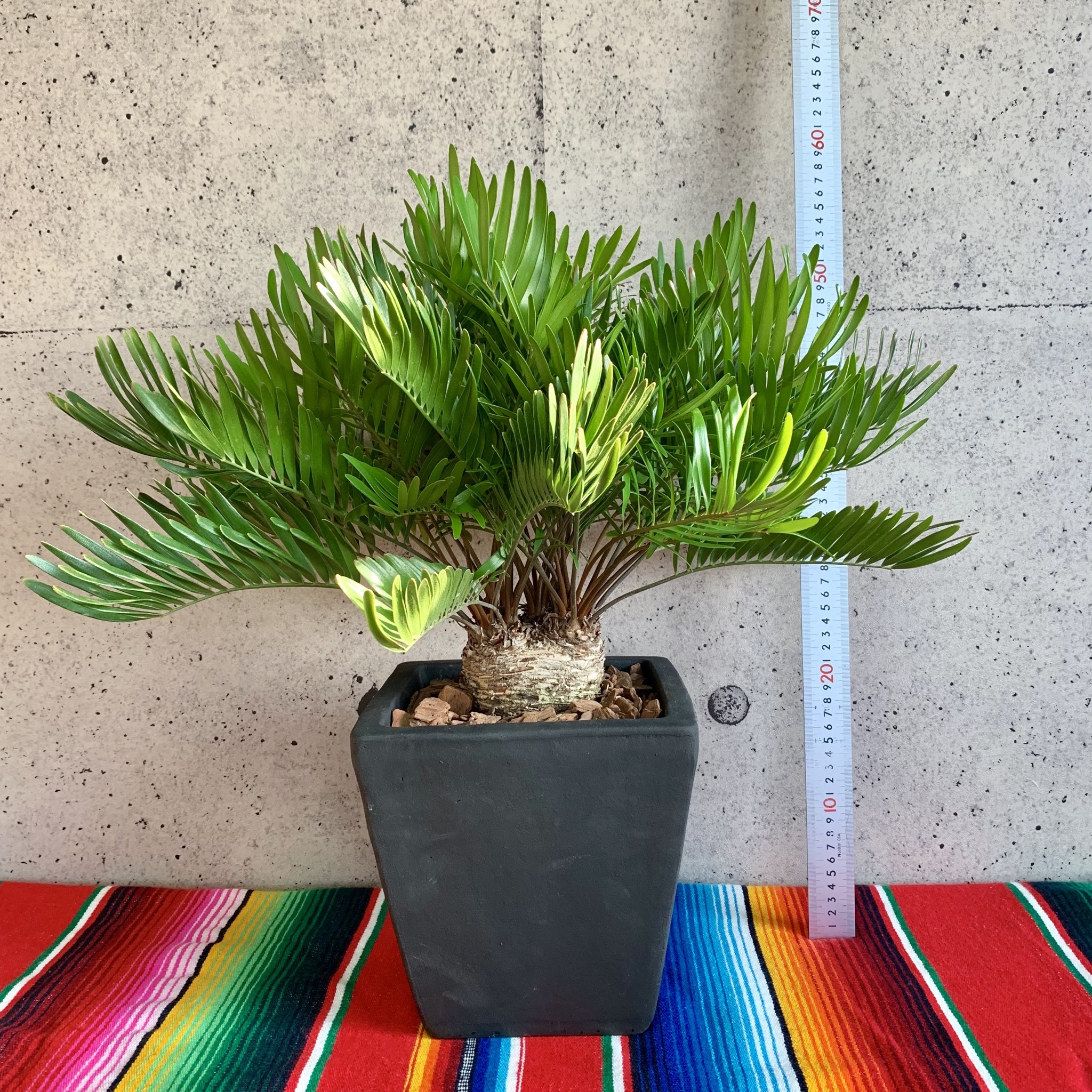 ザミア フロリダーナ 珍しい双頭タイプ 送料込み Planet Plants プラネットプランツ