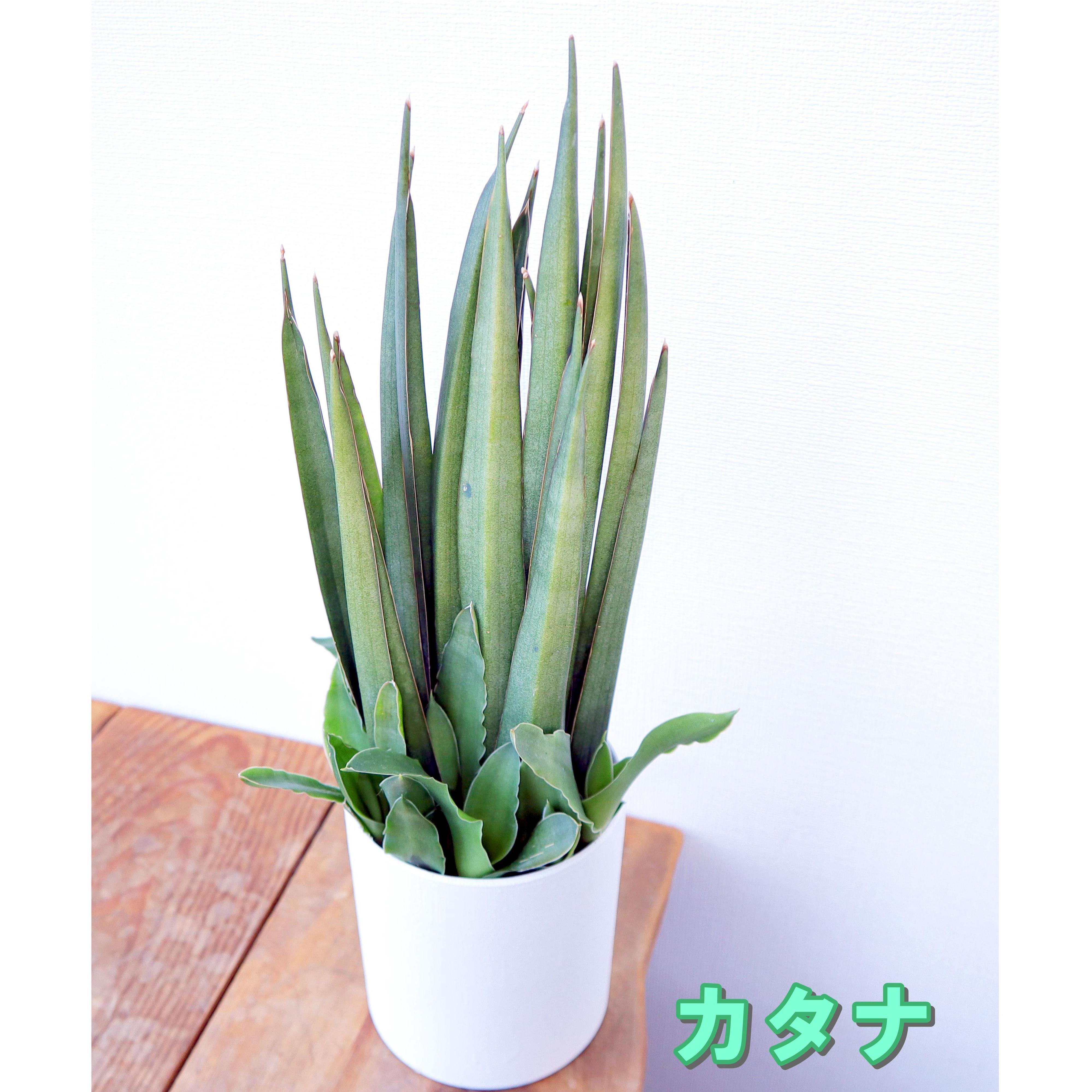 お部屋のミニ空気清浄機 選べる4種 サンスベリア Jp Farmers Com