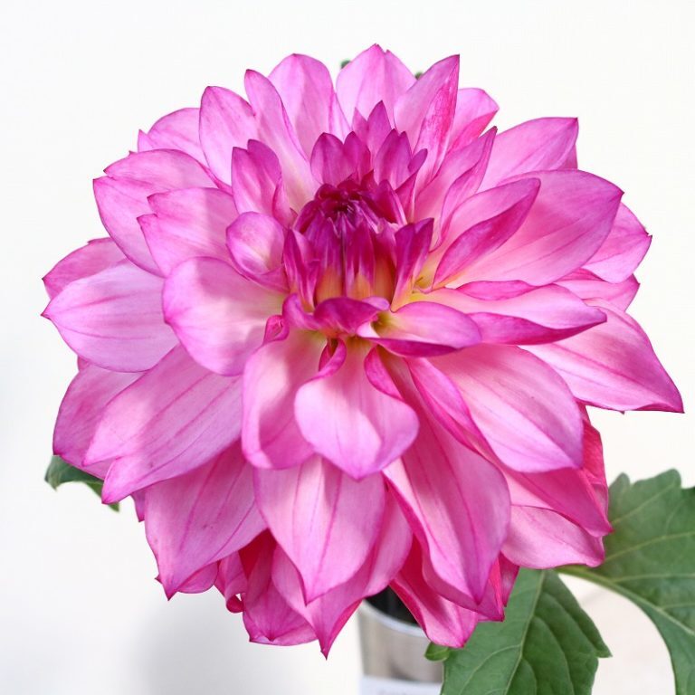 ダリア ピンク系 10本束 あそこの花屋