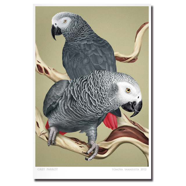 コンパニオンバードイラスト ６枚セット Tomoyamashita Design