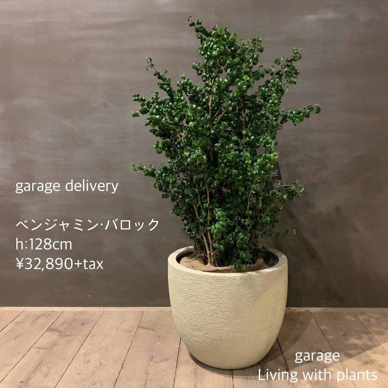 観葉植物 ベンジャミン バロックset Garage Nagoya