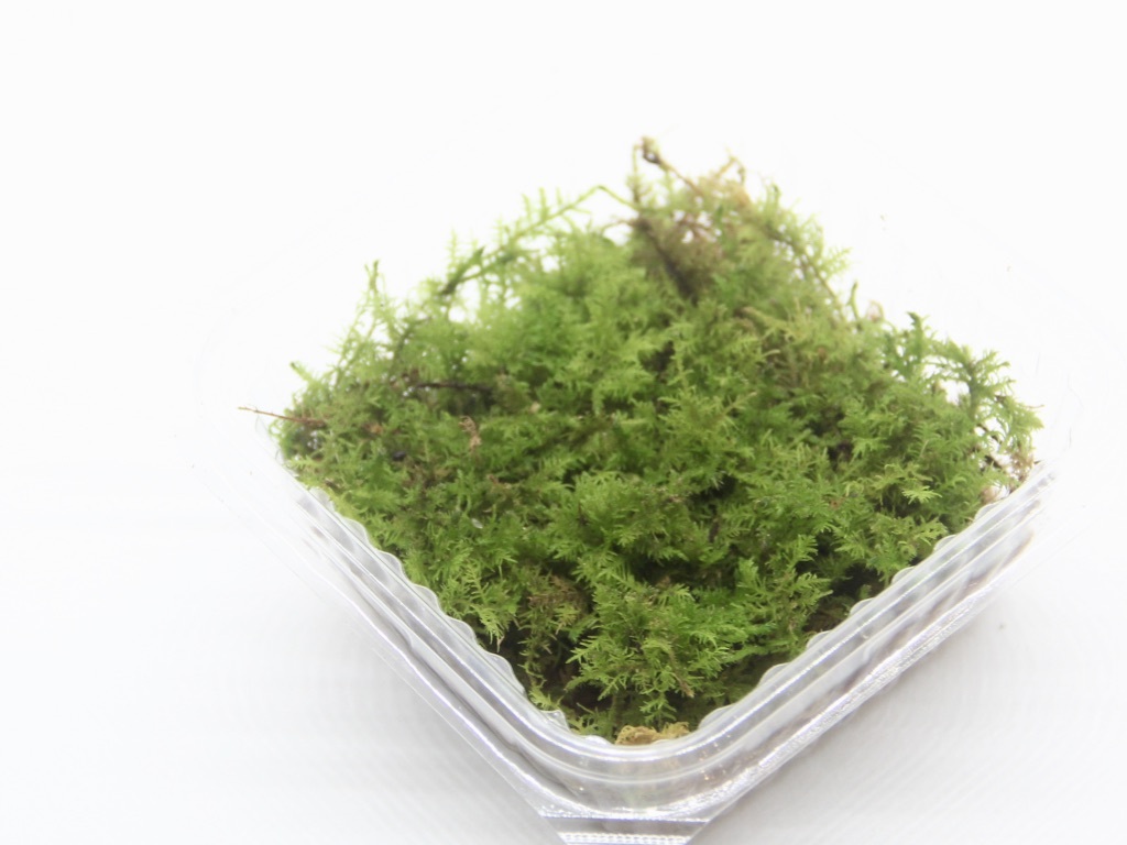 シノブゴケ 苔テラリウム コケリウム用生苔 苔むすび