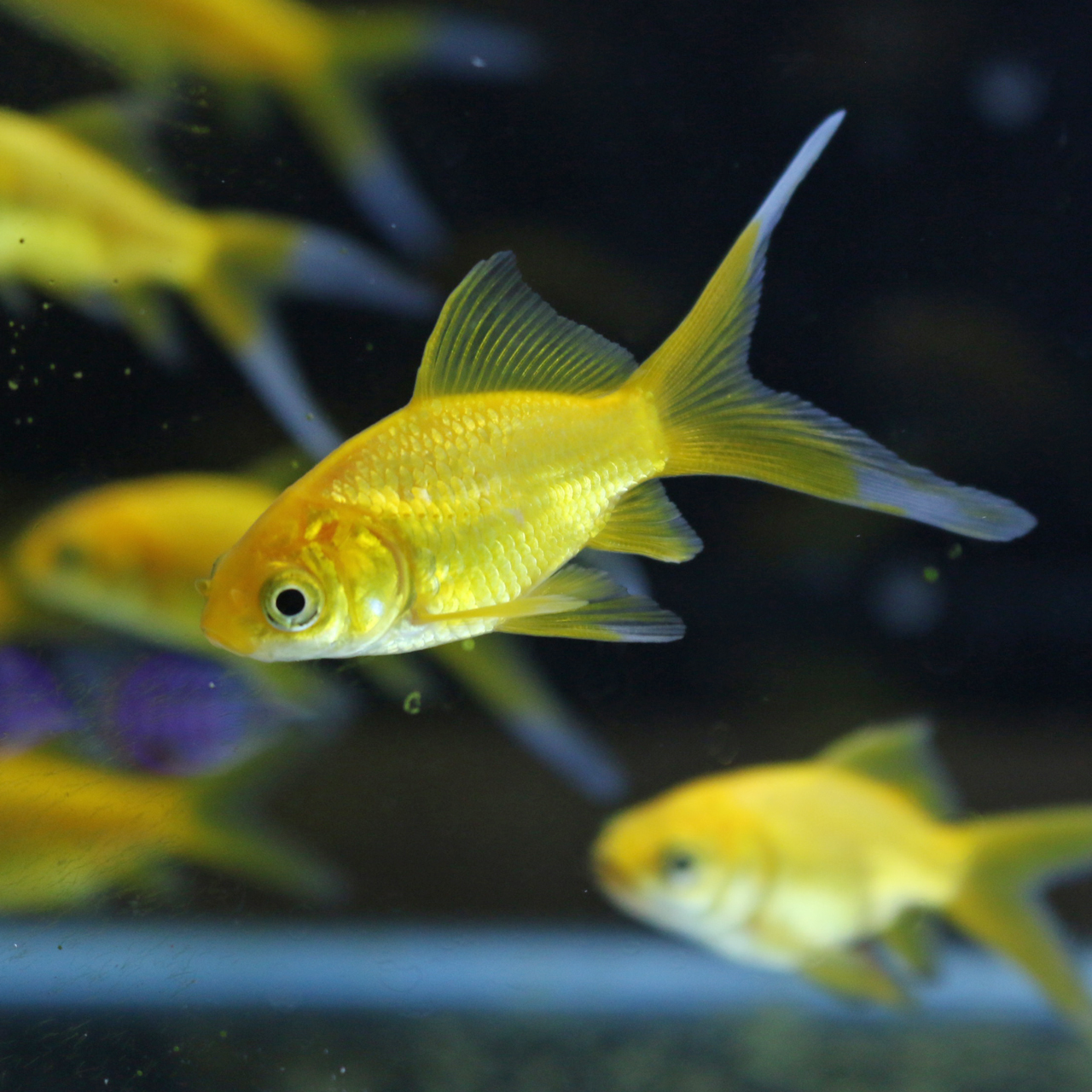 国産レモンわきん 1尾 画像同等レベル個体のお届け アクアトレンディ