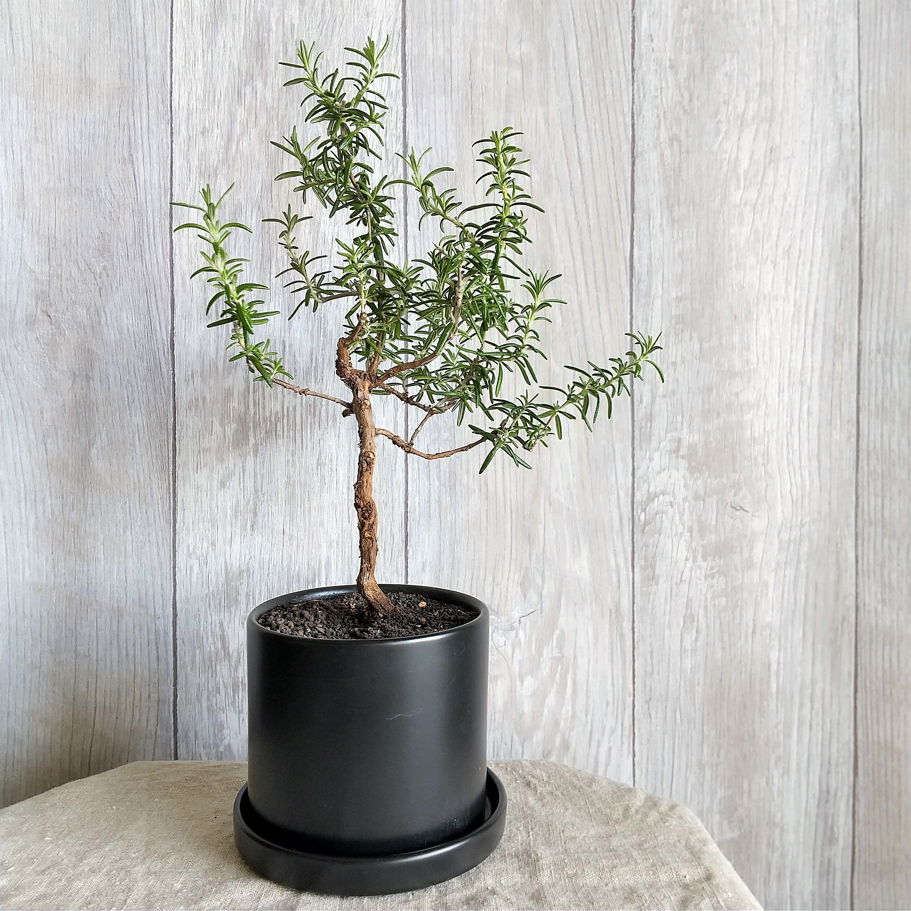 ローズマリー盆栽 サンタバーバラ Ps111 南アルプスのオリーブ畑 ながら