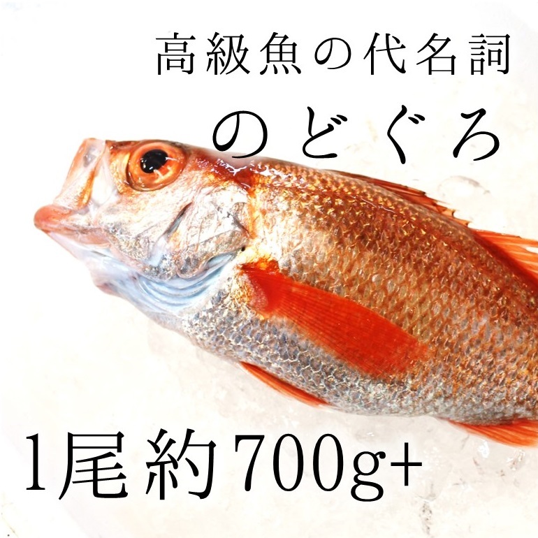 生 のどぐろ 喉黒 赤むつ 特大サイズ 豊洲直送 特大約700 800g 日本海産 鳥取 山口 島根他 アカムツ ギフト 鮮魚 刺身 ノドグロ 生 のどぐろ700 800g 冷蔵 Okawari 豊洲直送の高級海産物をお届け