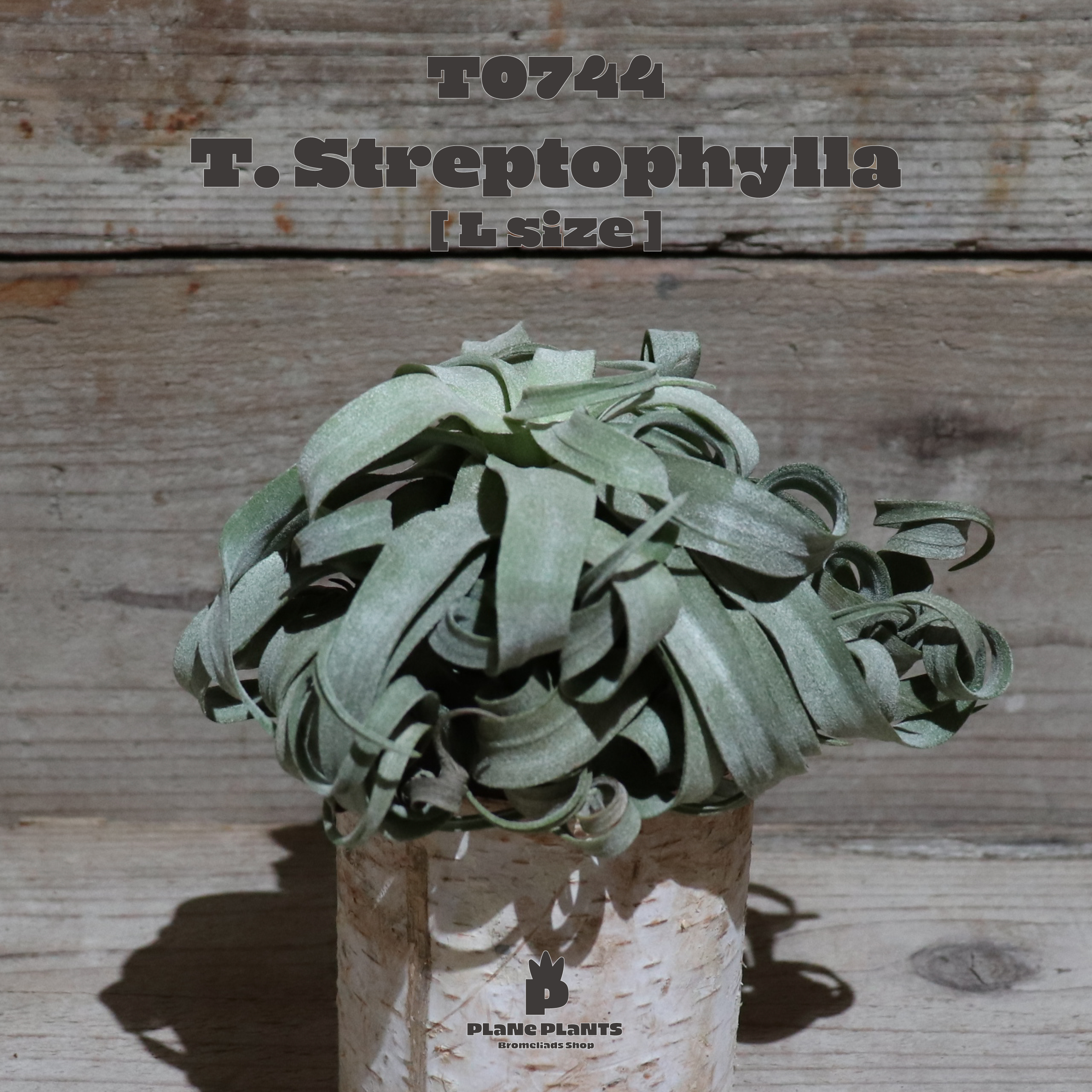 送料無料 ストレプトフィラl エアプランツ 現品発送t0744 Plane Plants