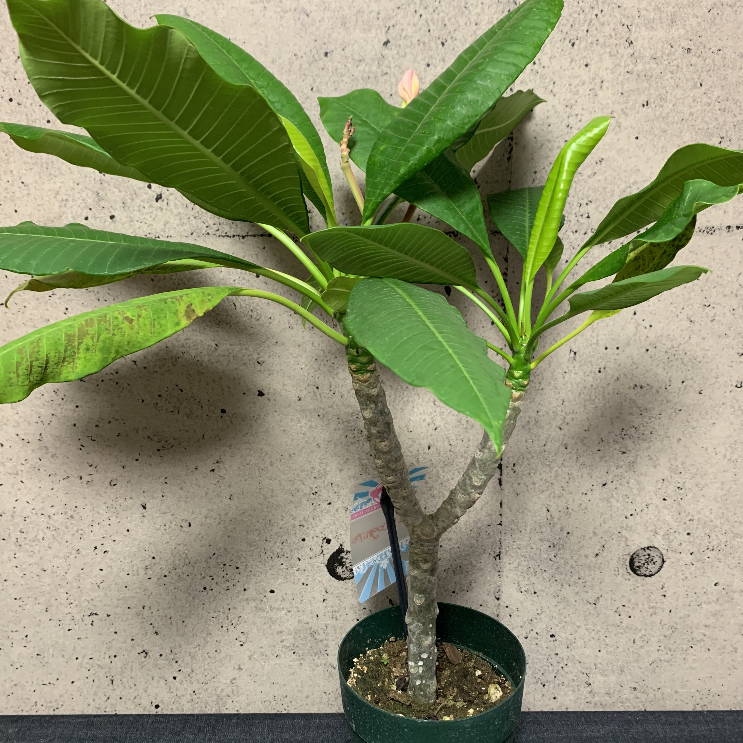 値下げしました プルメリア インコグニート 2又です Planet Plants プラネットプランツ 値下げしました プルメリア インコグニート 2又です Planet Plants プラネットプランツ