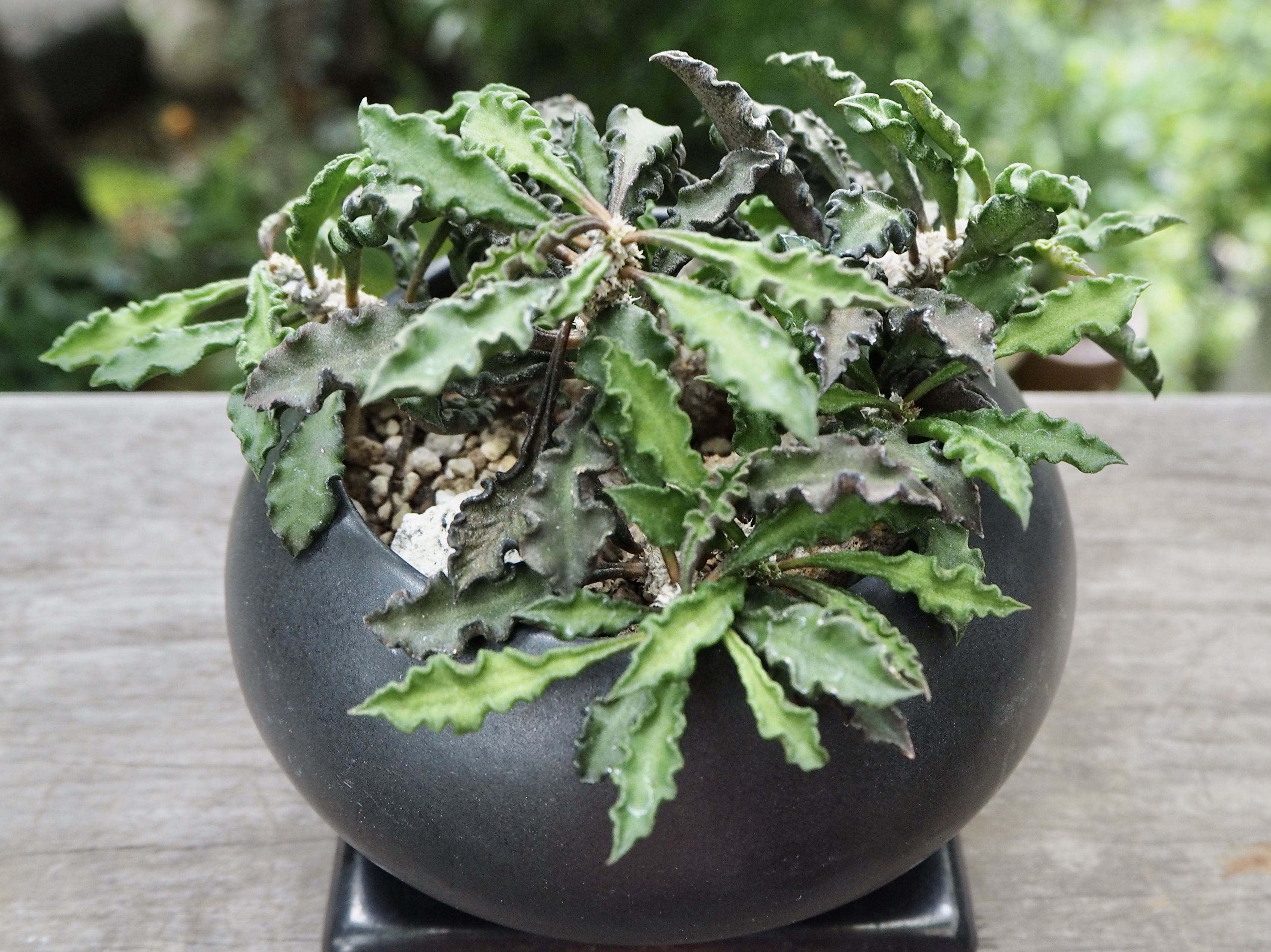 ユーフォルビア デカリー 多肉植物デイジーアンドビー