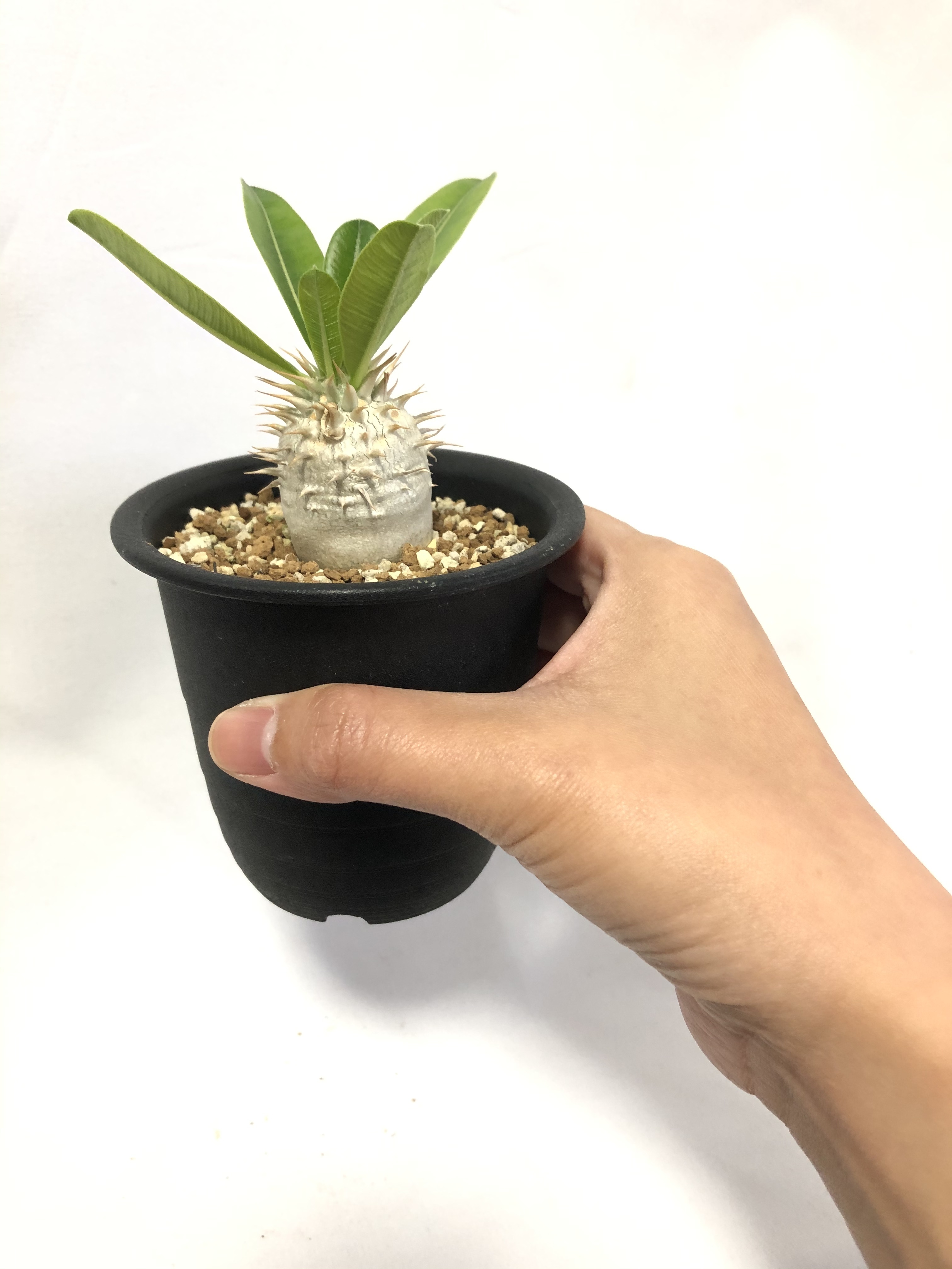 Pachypodium Densiflorum パキポディウム デンシフローラム シバ女王の玉櫛 塊根植物 コーデックス Plants Maru ー 多肉植物 サボテン 園芸グッズのお店 ー