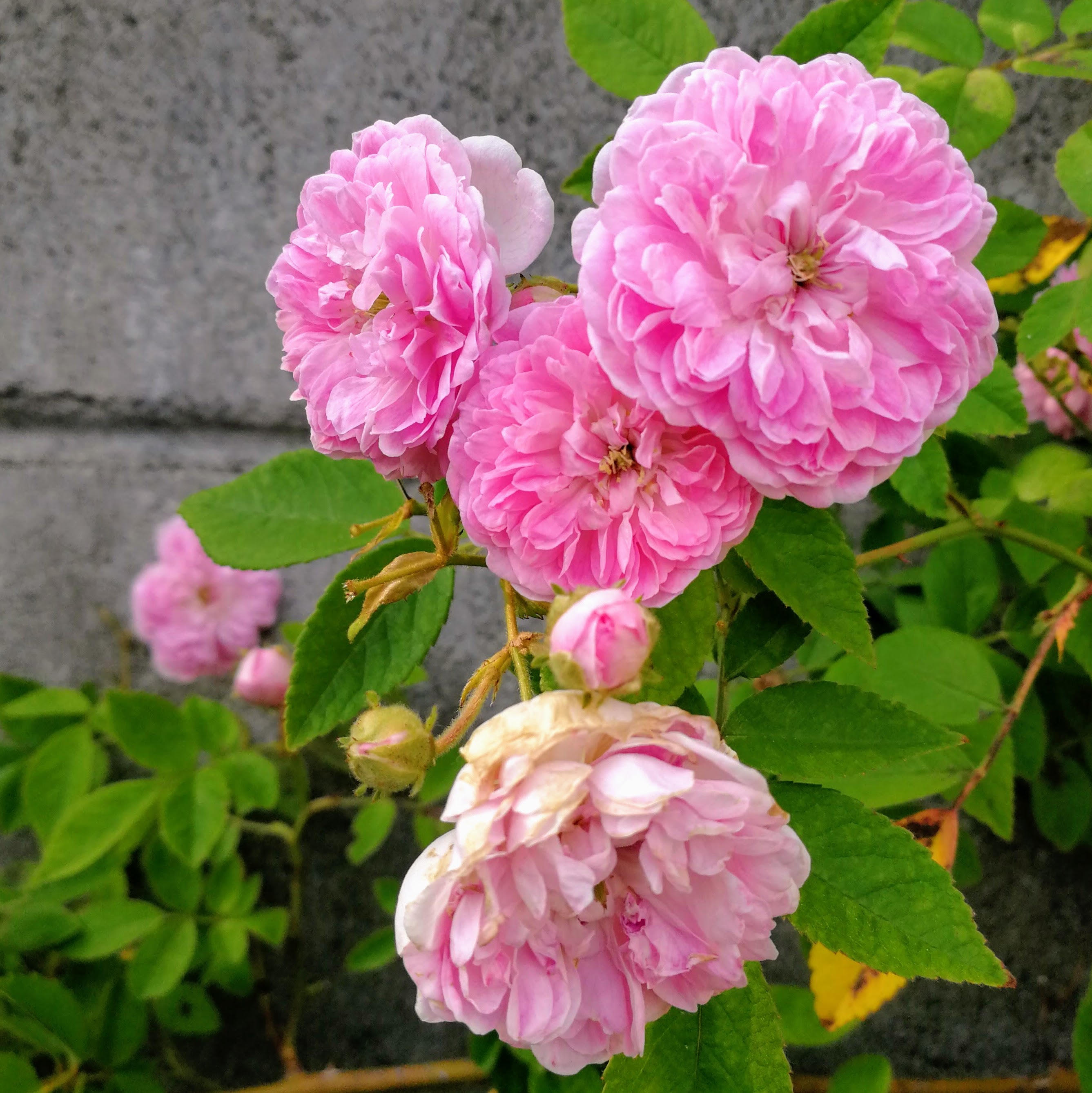 ローラ ダボー 天空のバラ園 無農薬バラ苗 花苗 クレマチス ハーブ産直販売