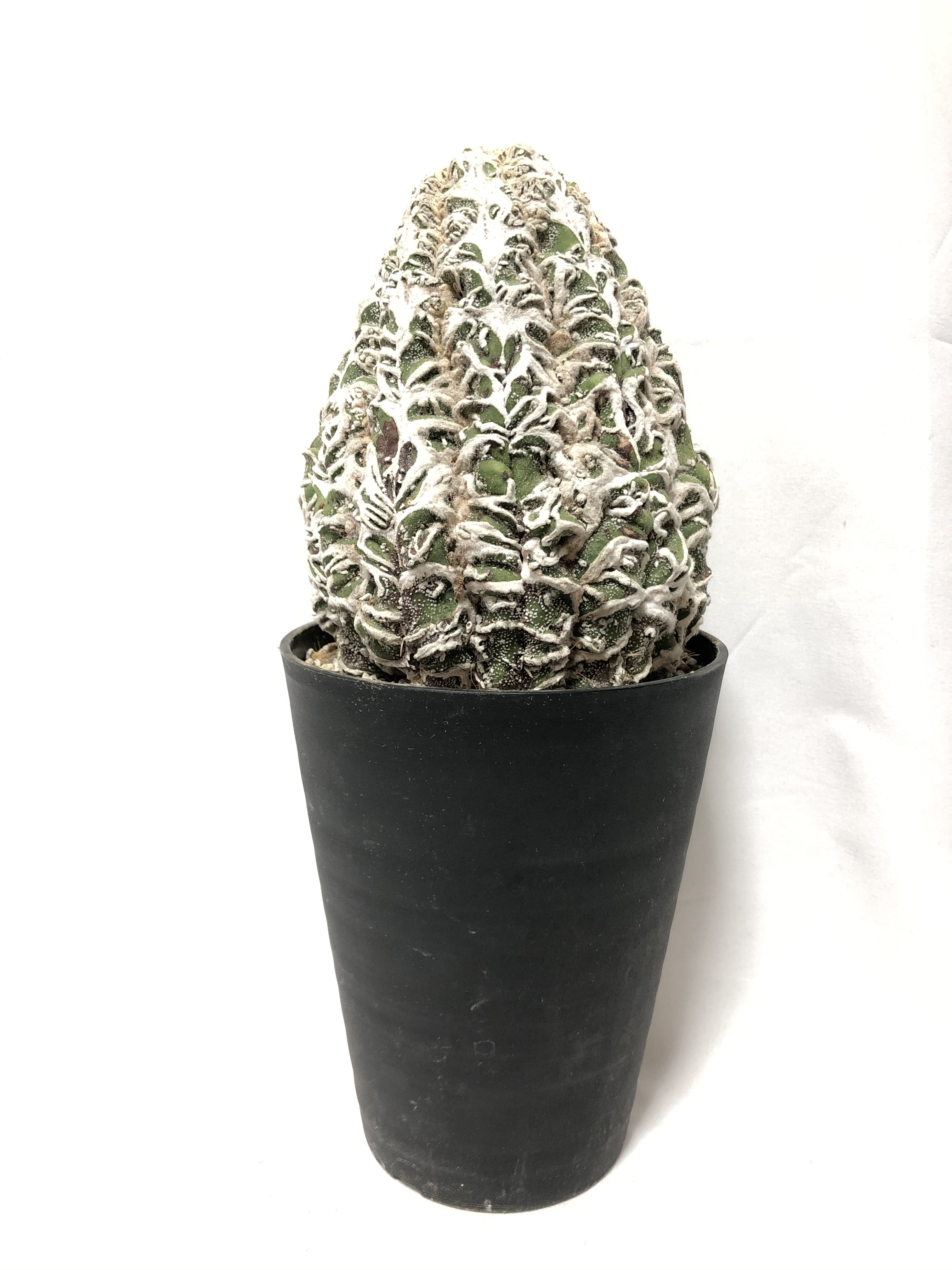 Astrophytum Sp アストロフィツム 複隆盤石 Plants Maru ー 多肉植物 サボテン 園芸グッズのお店 ー