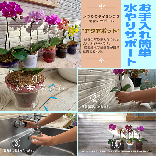 マイクロ胡蝶蘭2 5号アクアポット 送料込 よいはな Yoihana 最高品質のお花をお届けするネット通販