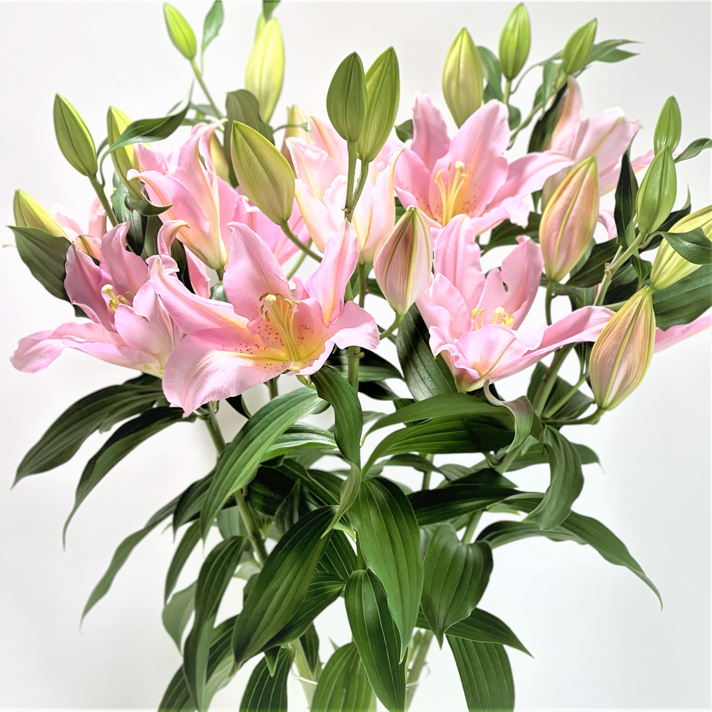 オリエンタルユリ ベンドーム 5本 よいはな Yoihana 最高品質のお花をお届けするネット通販