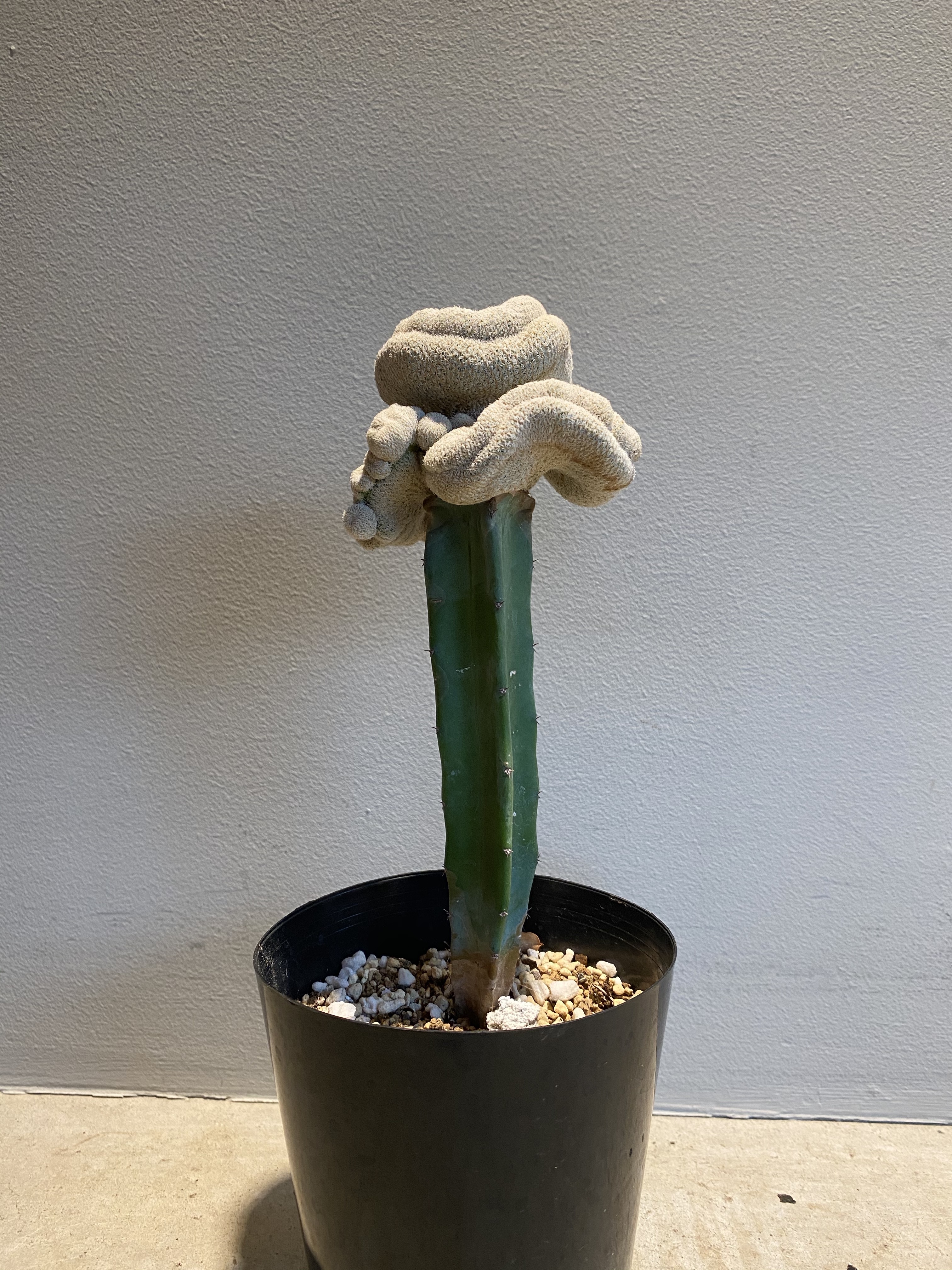 Epithelantha Micromeris 月世界綴化 竜神木接 Hanacho Exotics Plants