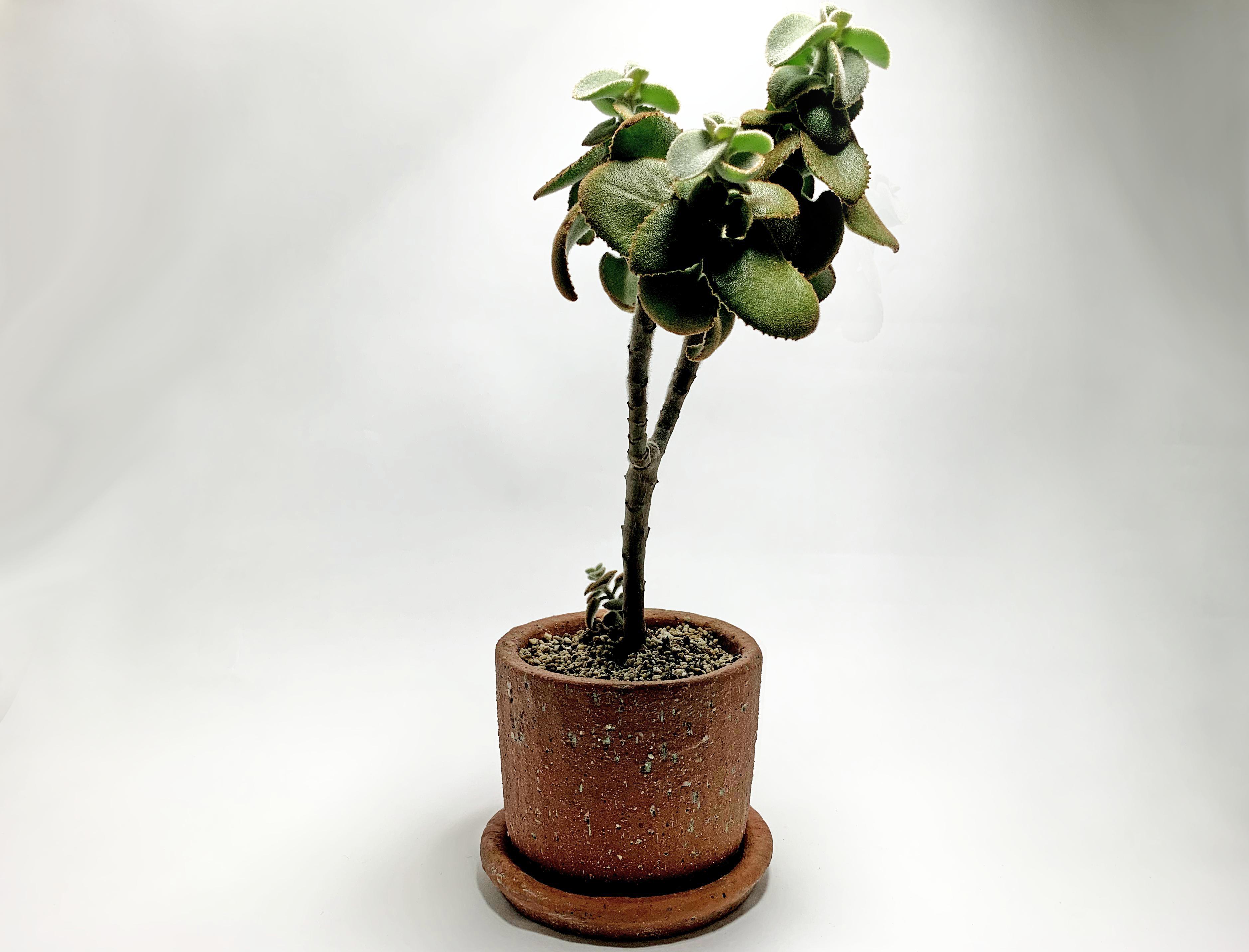 カランコエ ベハレンシス スモールフォーム ノタ