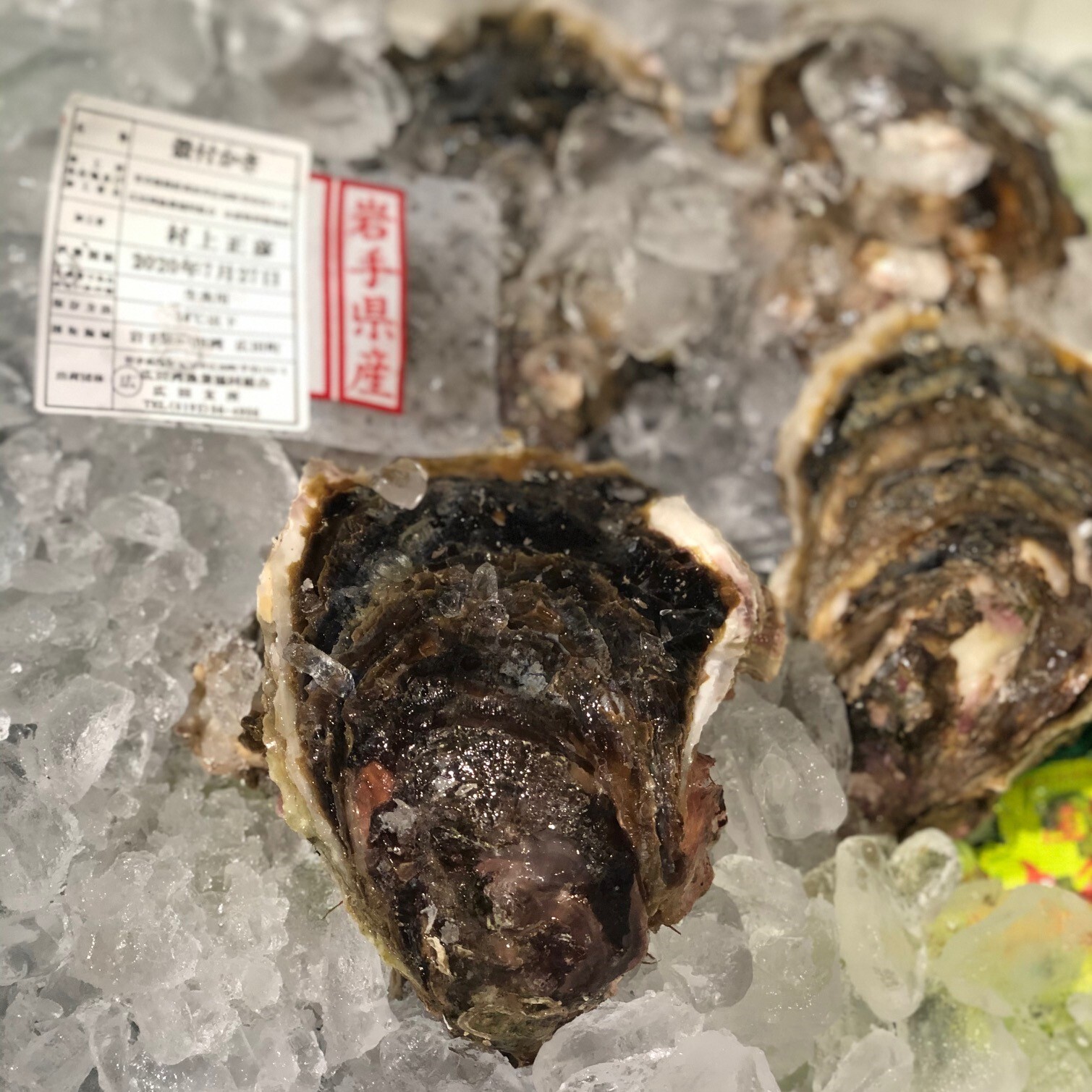 特大 岩牡蠣 三陸 宮城 岩手 4個入 1個400g前後 特大三陸岩牡蠣x4個 冷蔵 豊洲直送 Okawari 豊洲直送の高級海産物をお届け