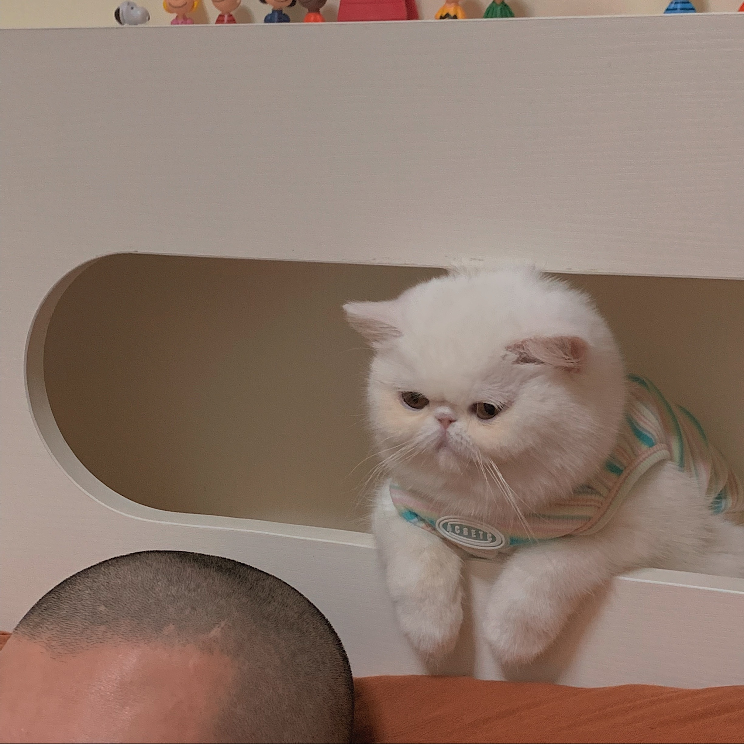 猫 犬 洋服 タンクトップ レトロ 90s 韓国風 オリジナル ペット 海外 おしゃれ 雑貨 Wanderlust Club 海外 雑貨 文具 クリエーターグッズセレクトショップ