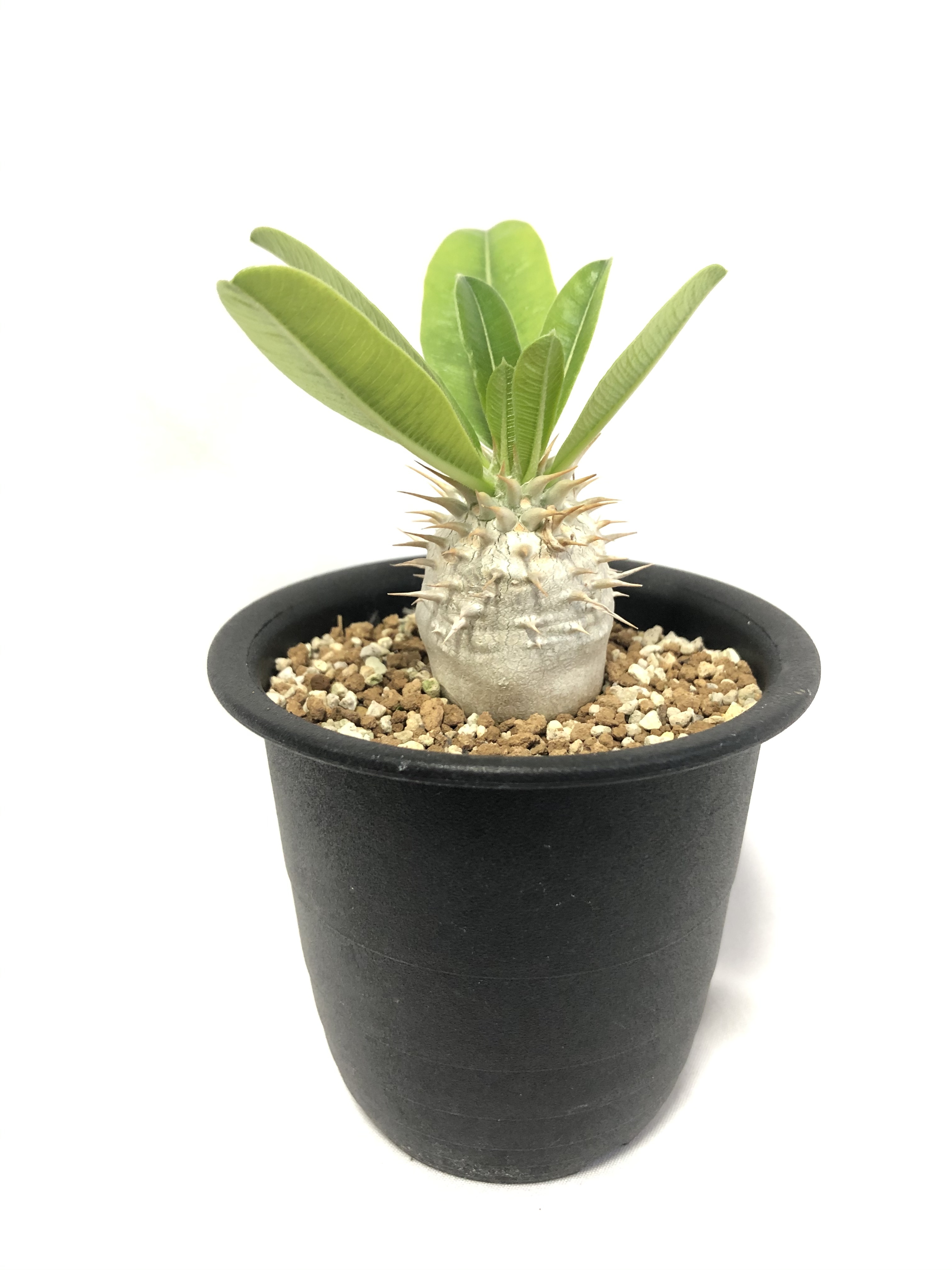Pachypodium Densiflorum パキポディウム デンシフローラム シバ女王の玉櫛 塊根植物 コーデックス | plants