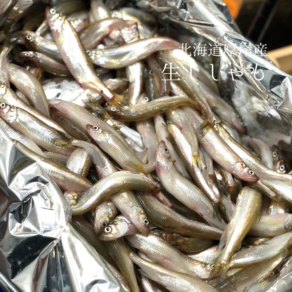 北海道 生ししゃも 厚岸産 オス メス混合 柳葉魚 生ししゃも500g 冷蔵 豊洲直送 Okawari 豊洲直送の高級海産物をお届け
