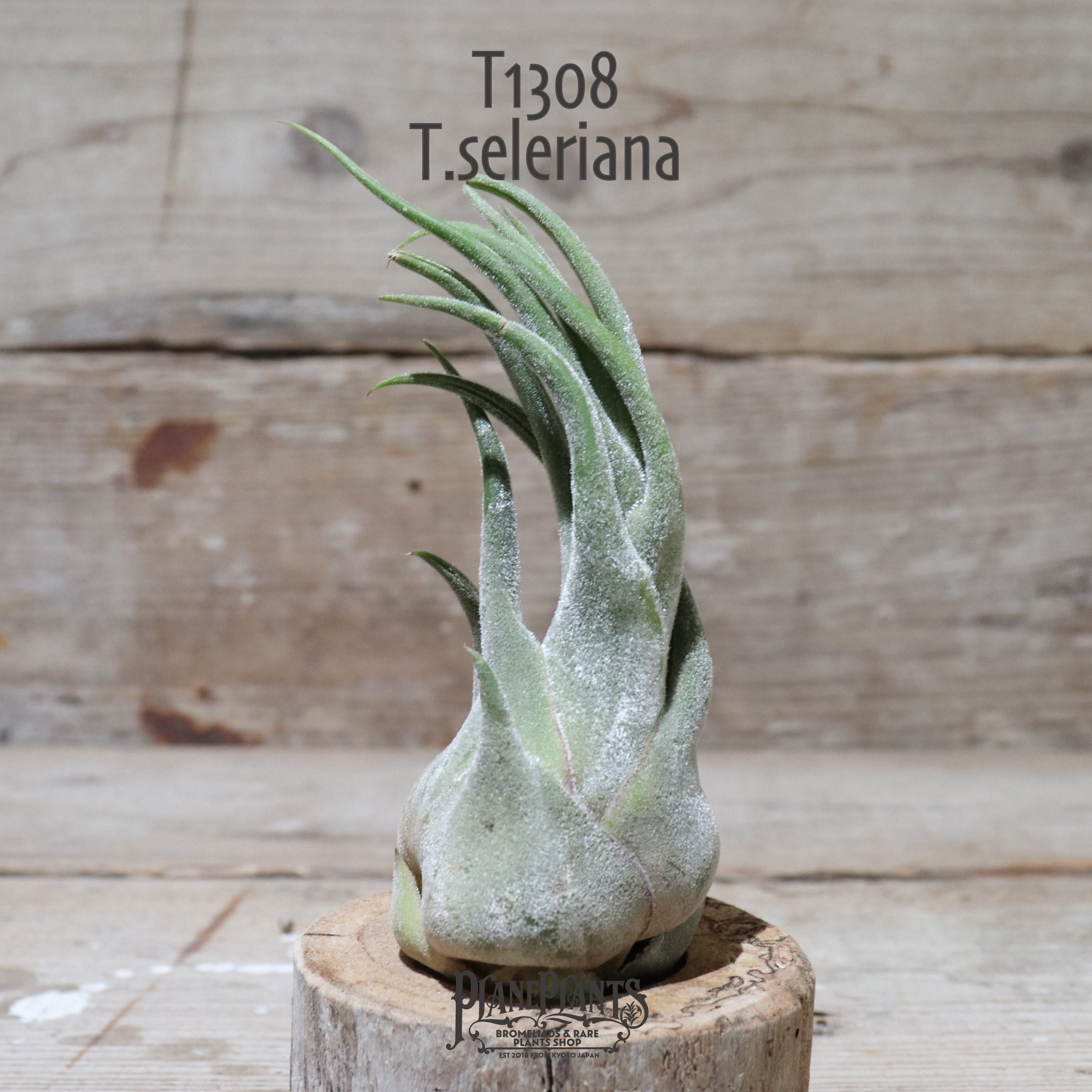 送料無料 セレリアナ L エアプランツ 現品発送t1308 Plane Plants