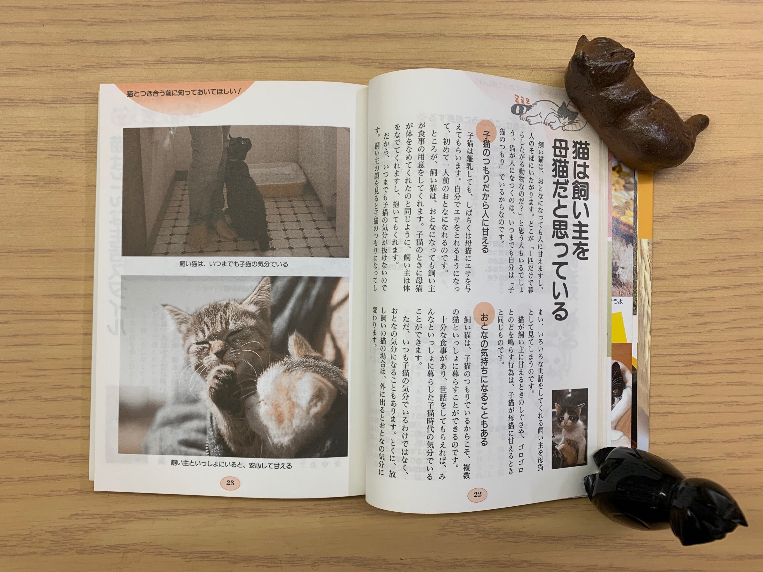 猫の幸せな生活（単行本）  猫本サロン 京都三条サクラヤ