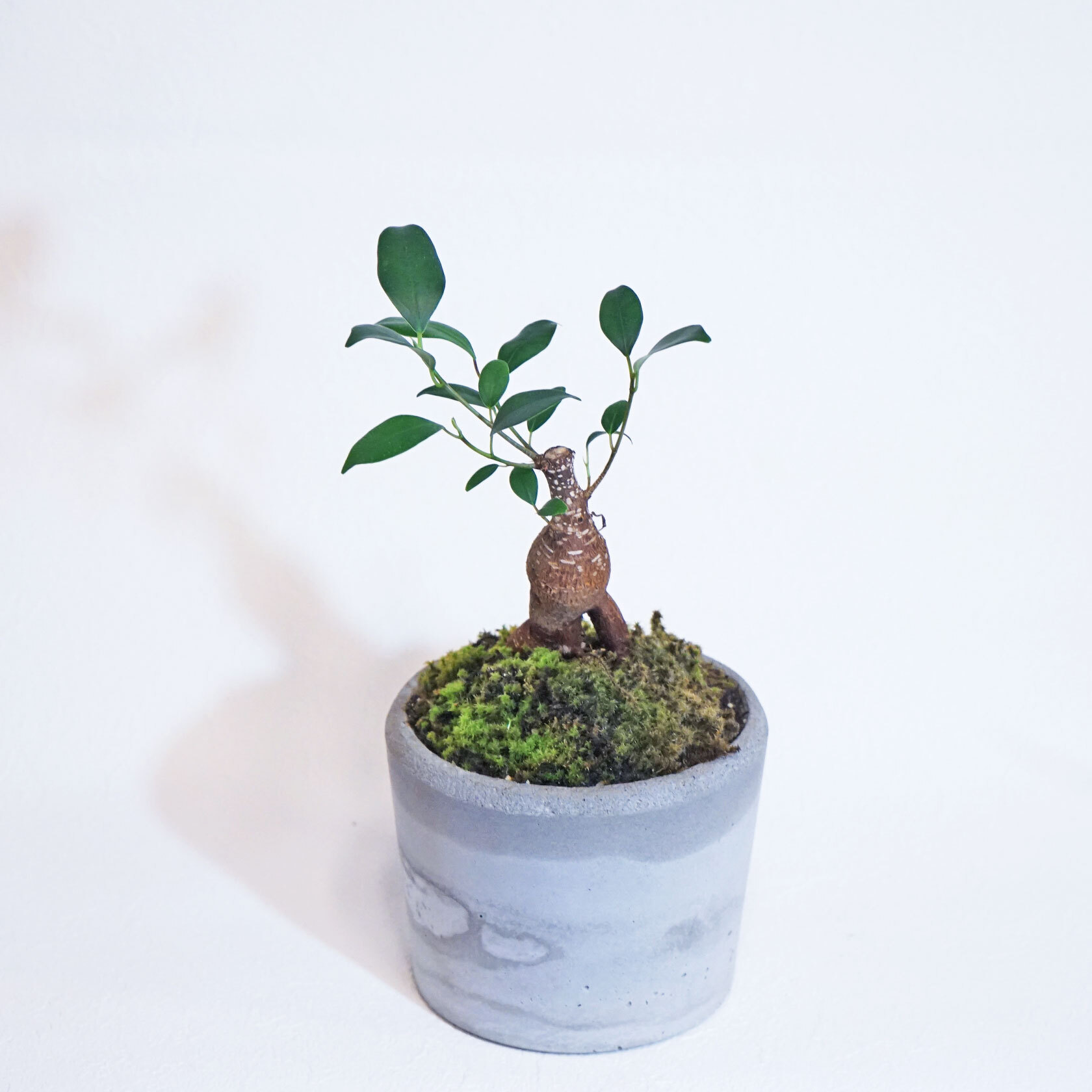 デスクに置ける観葉植物 ガジュマル スナ苔アイボリーカラーのモルタル鉢 観葉植物 Bonsai アトモスフィア 苔をあしらった観葉植物 や花草 苔玉などの通販