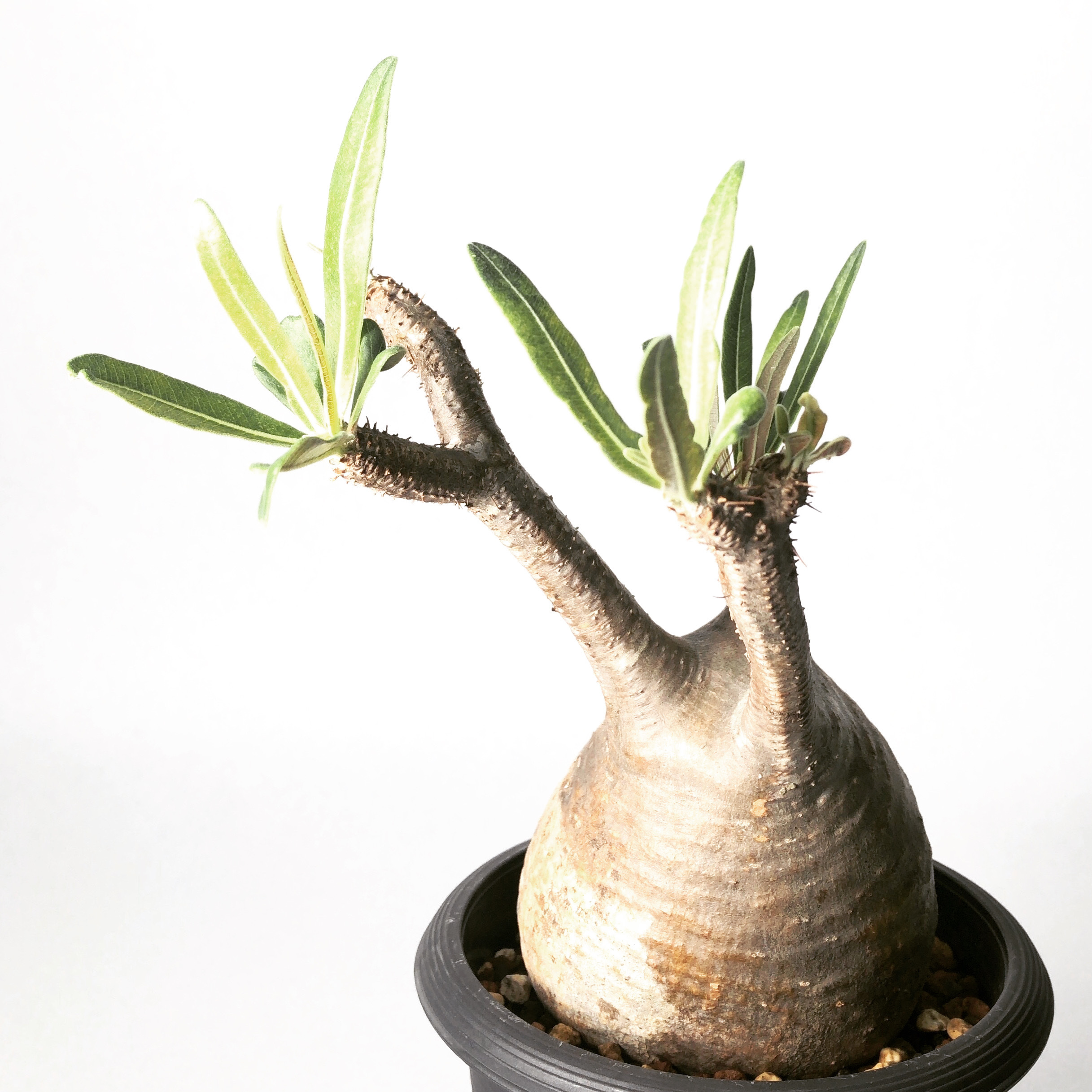 パキポディウム グラキリス Trigger