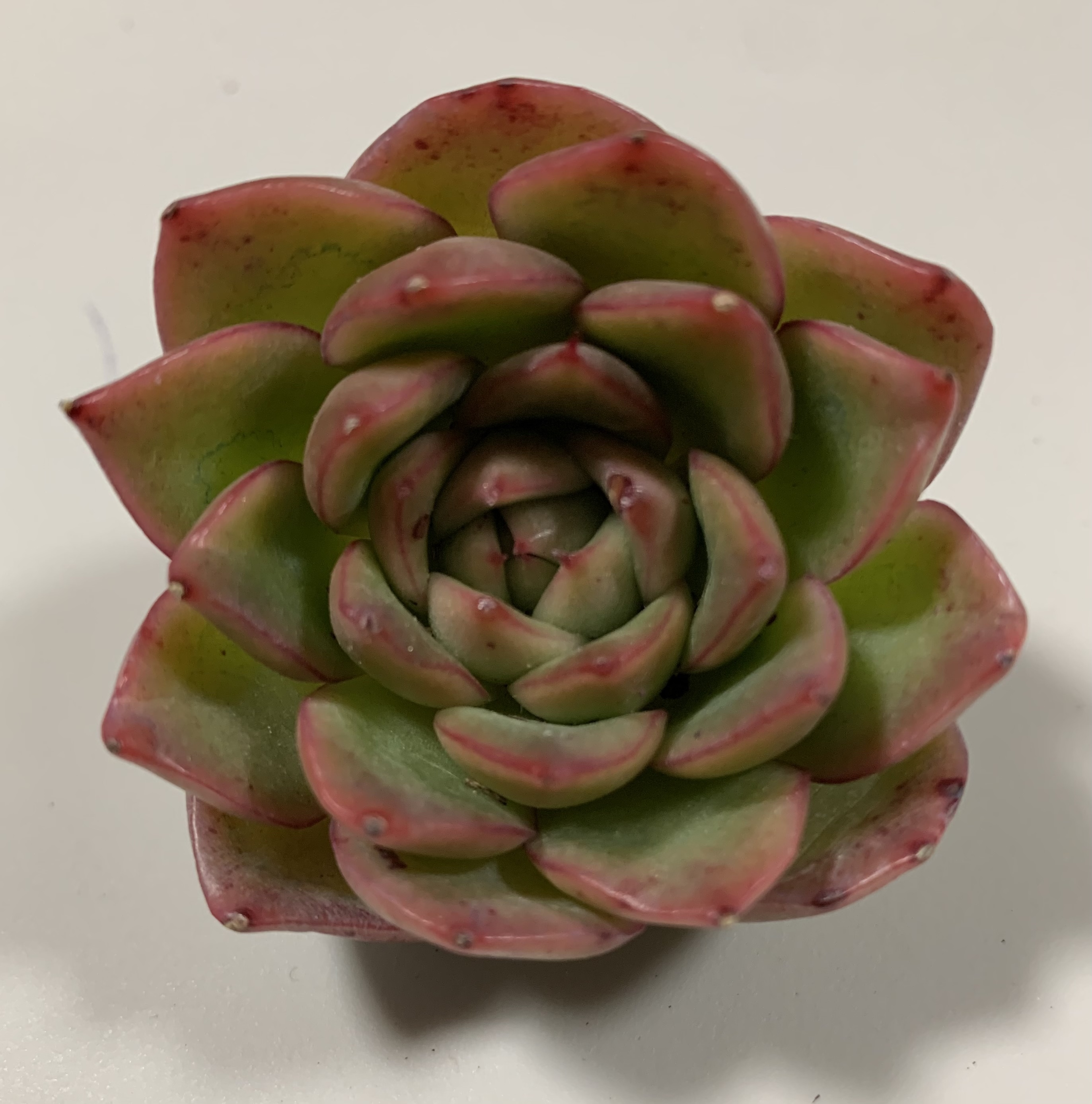 シムランス 多肉植物専門店 Sweet