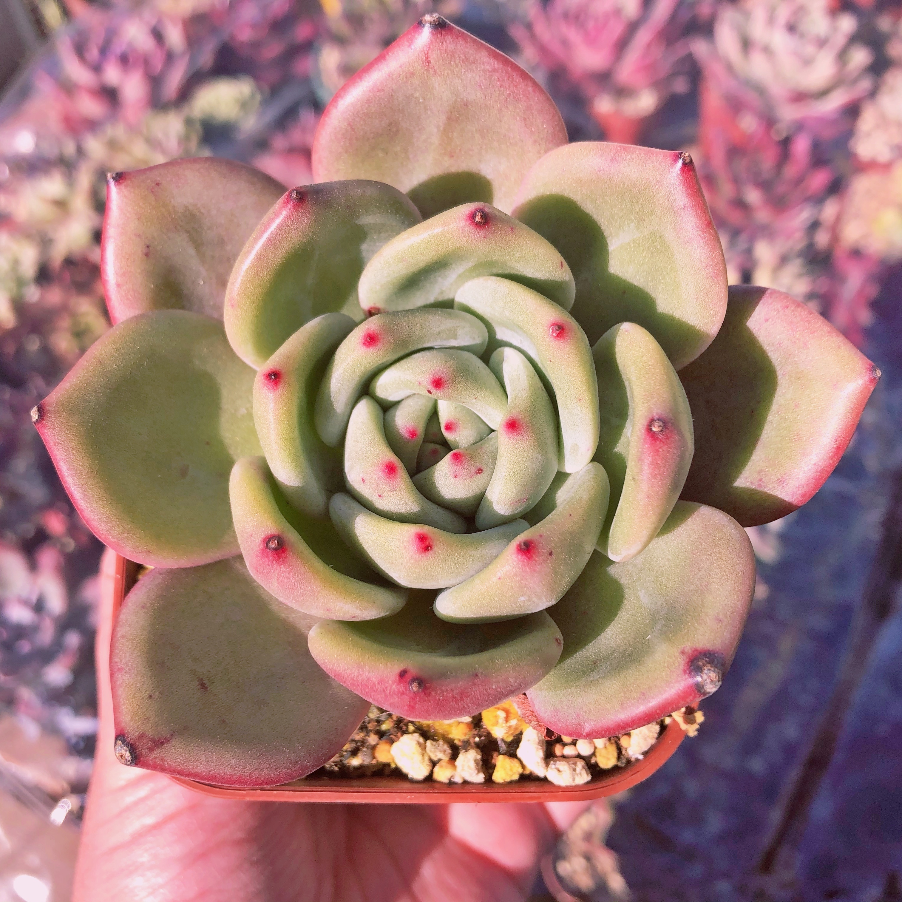 多肉植物 ピンクシャンペーン るる農園 多肉植物専門 水曜より順次発送