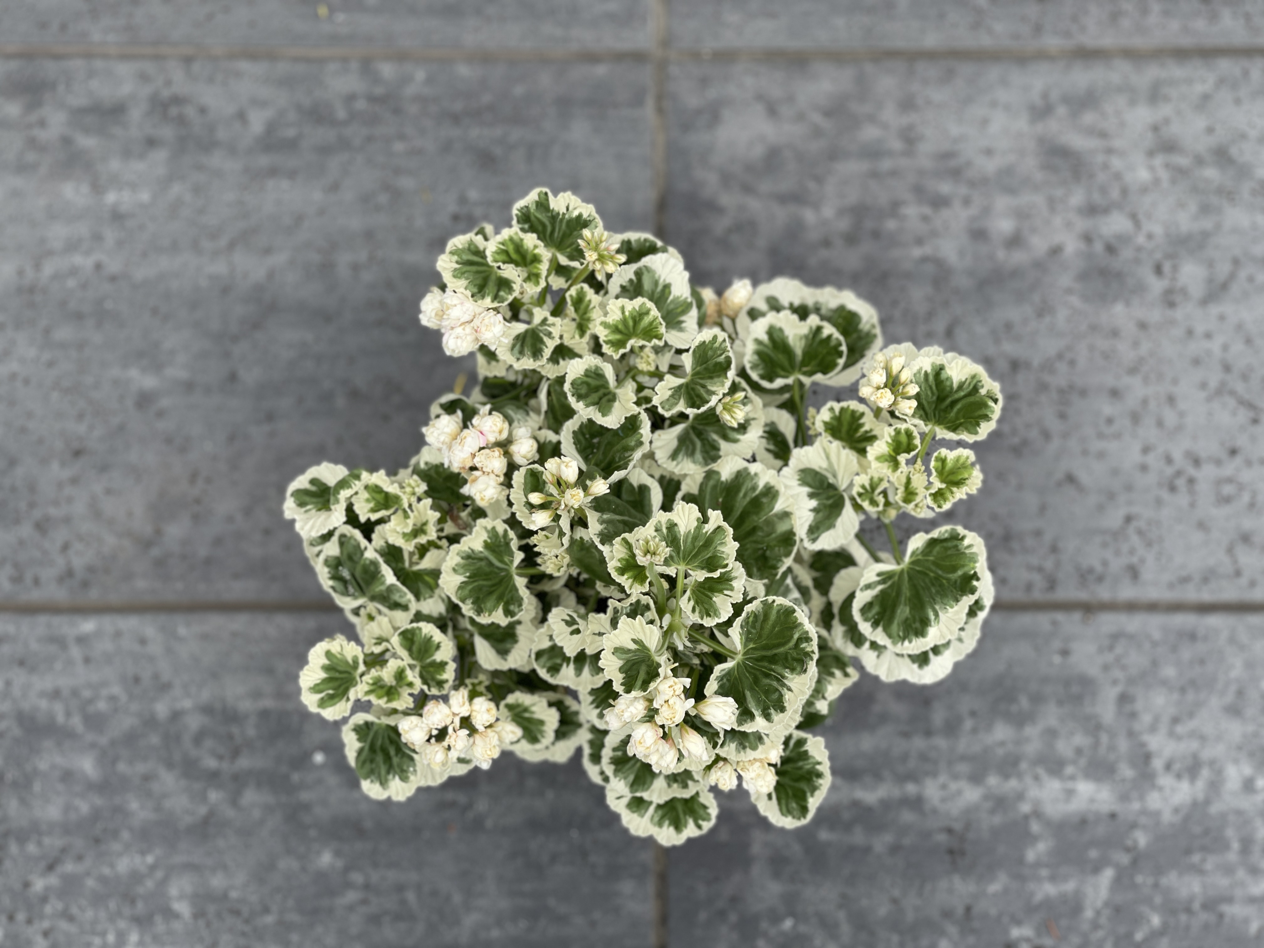 ゼラニウム ホワイトウェディング 送料税込 sl Irodorimidori Green Market