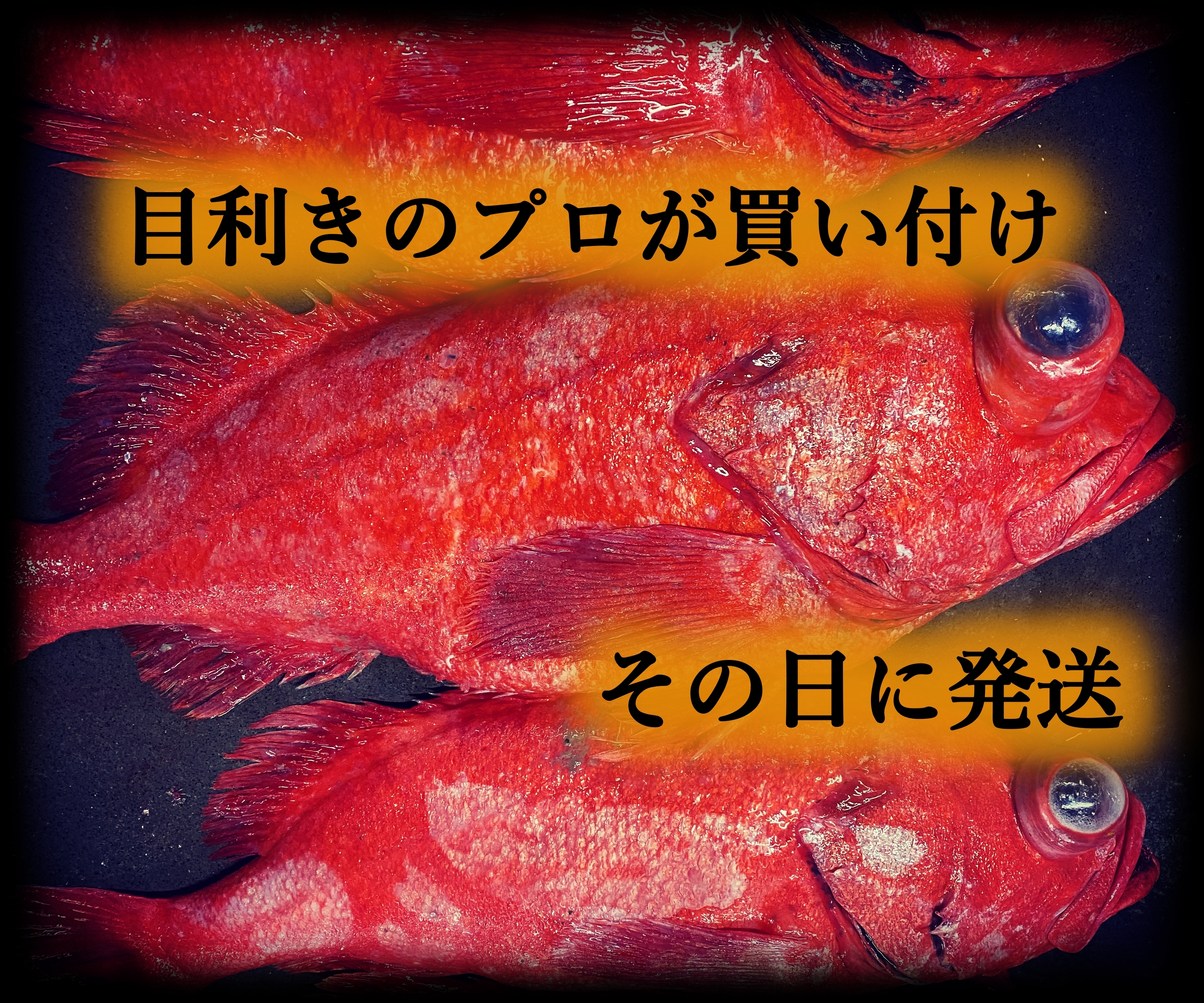 メヌケ メヌキ アコウ 魚 海鮮 希少 北海道 根室産 北海道 セレクトショップ